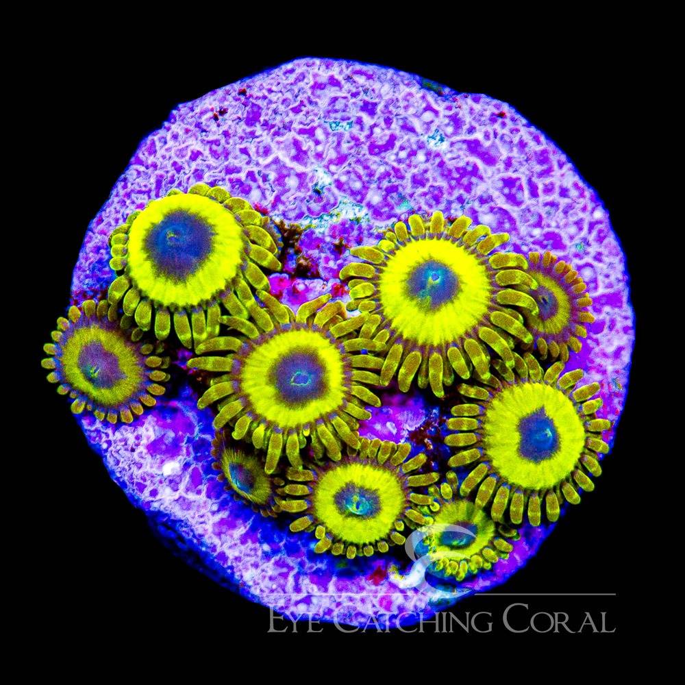 Lakers zoas