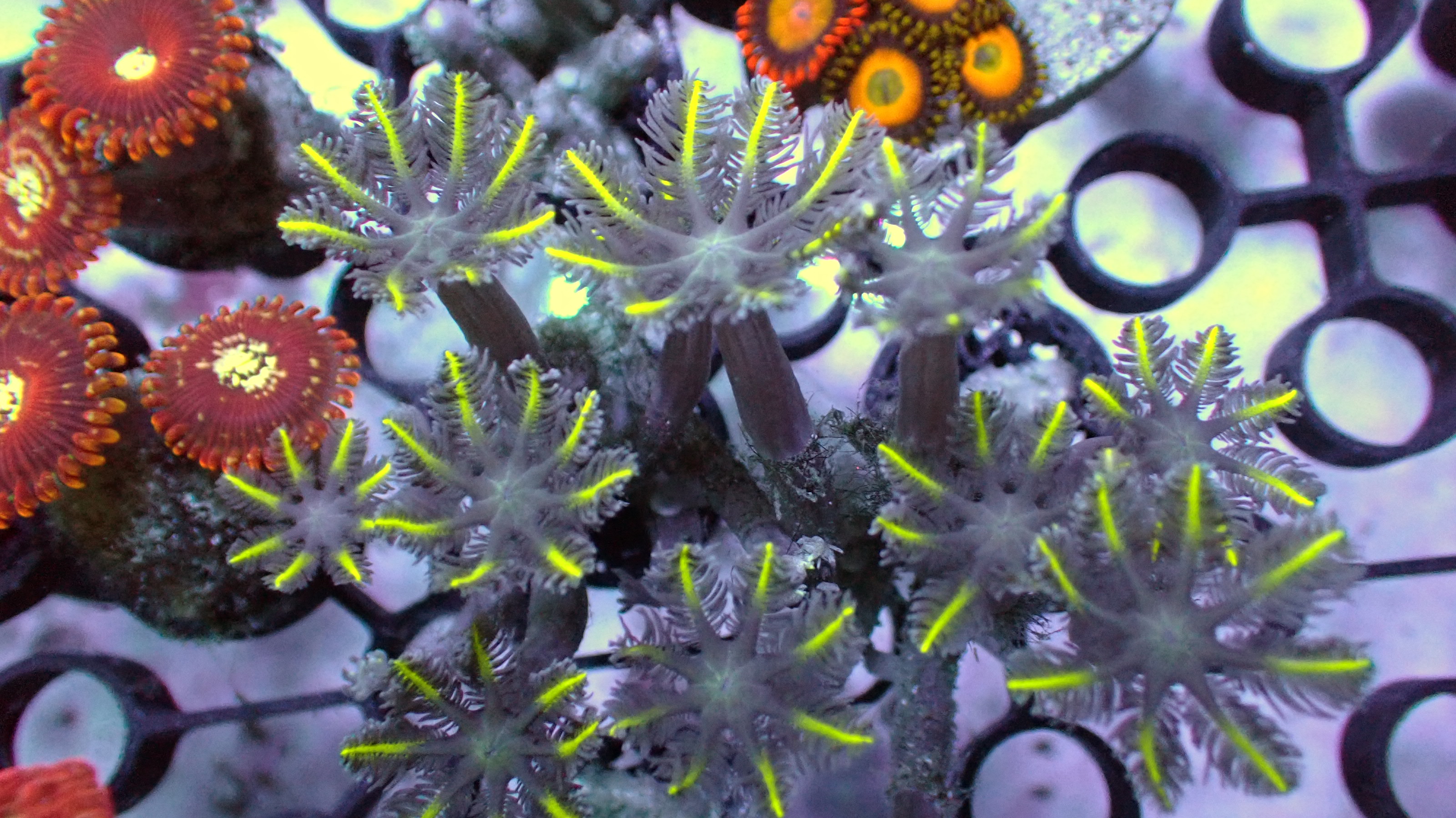 Laser lemon cloves