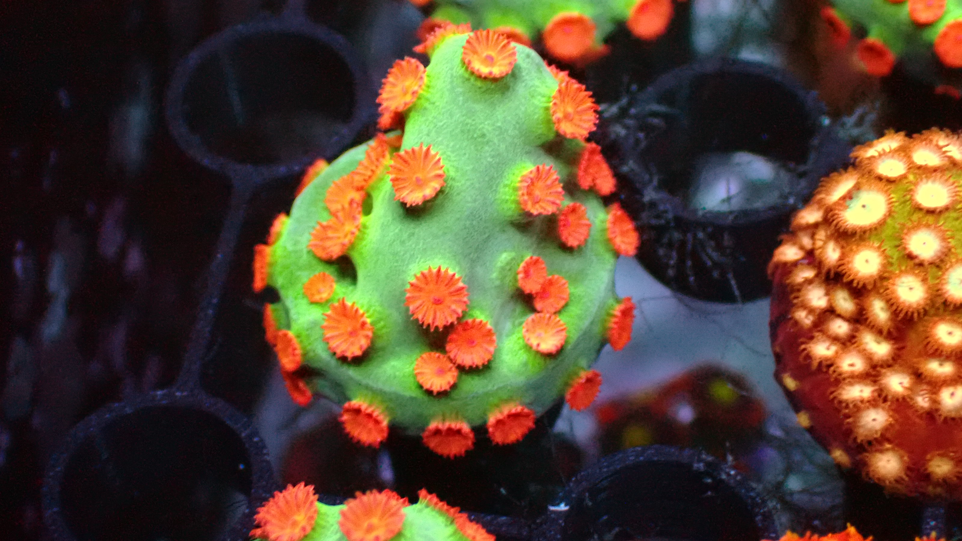 Meteor shower cyphastrea