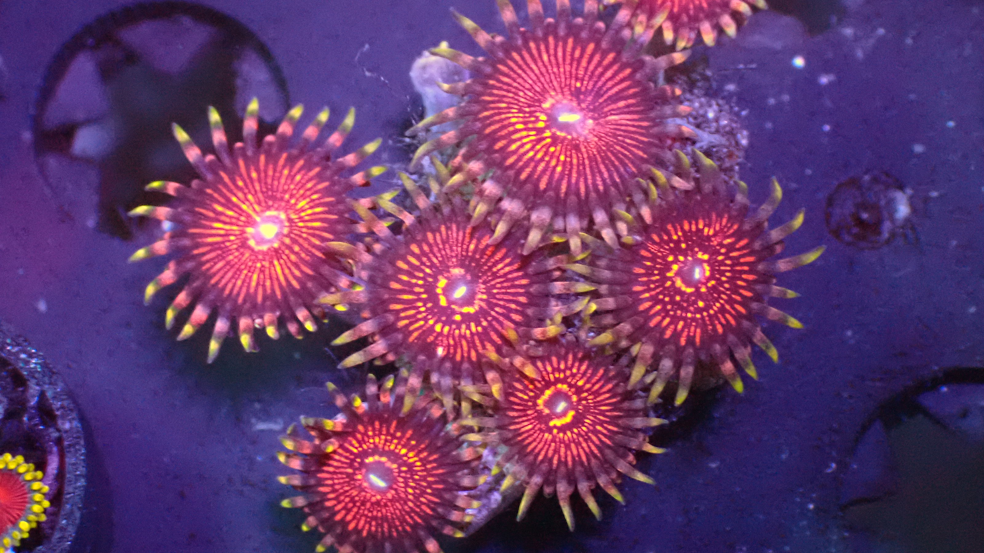 Night crawler zoas