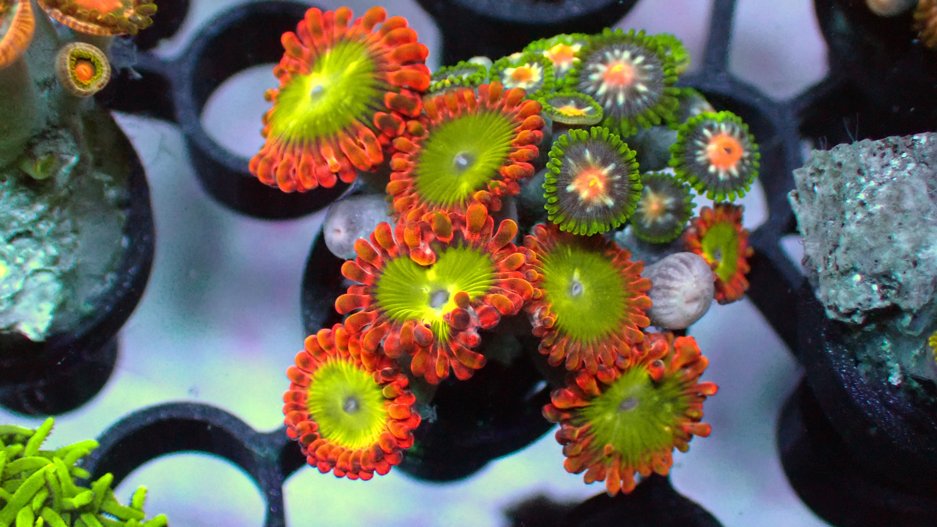 Oompa Loompa zoas
