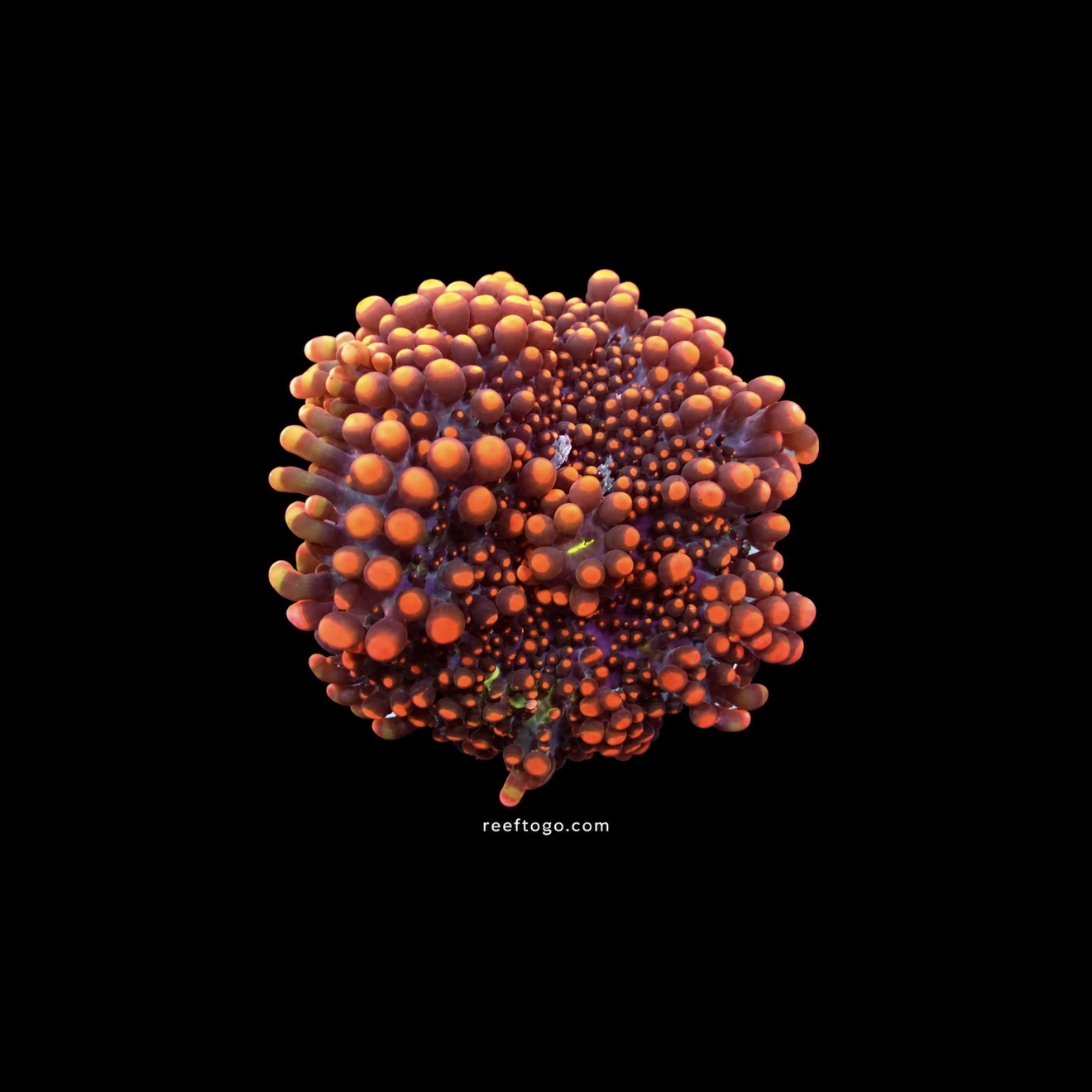 Orange Yuma Ricordea Mushroom