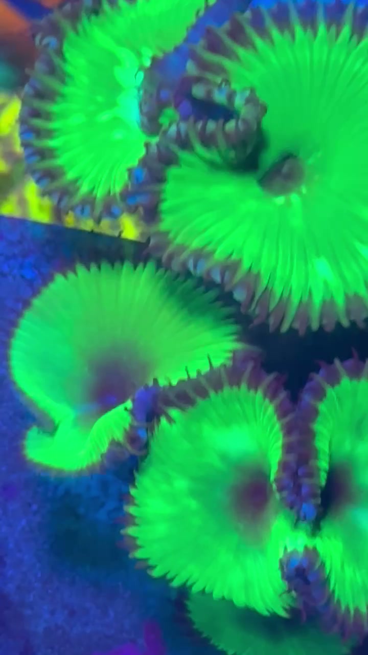 Palythoa grandis