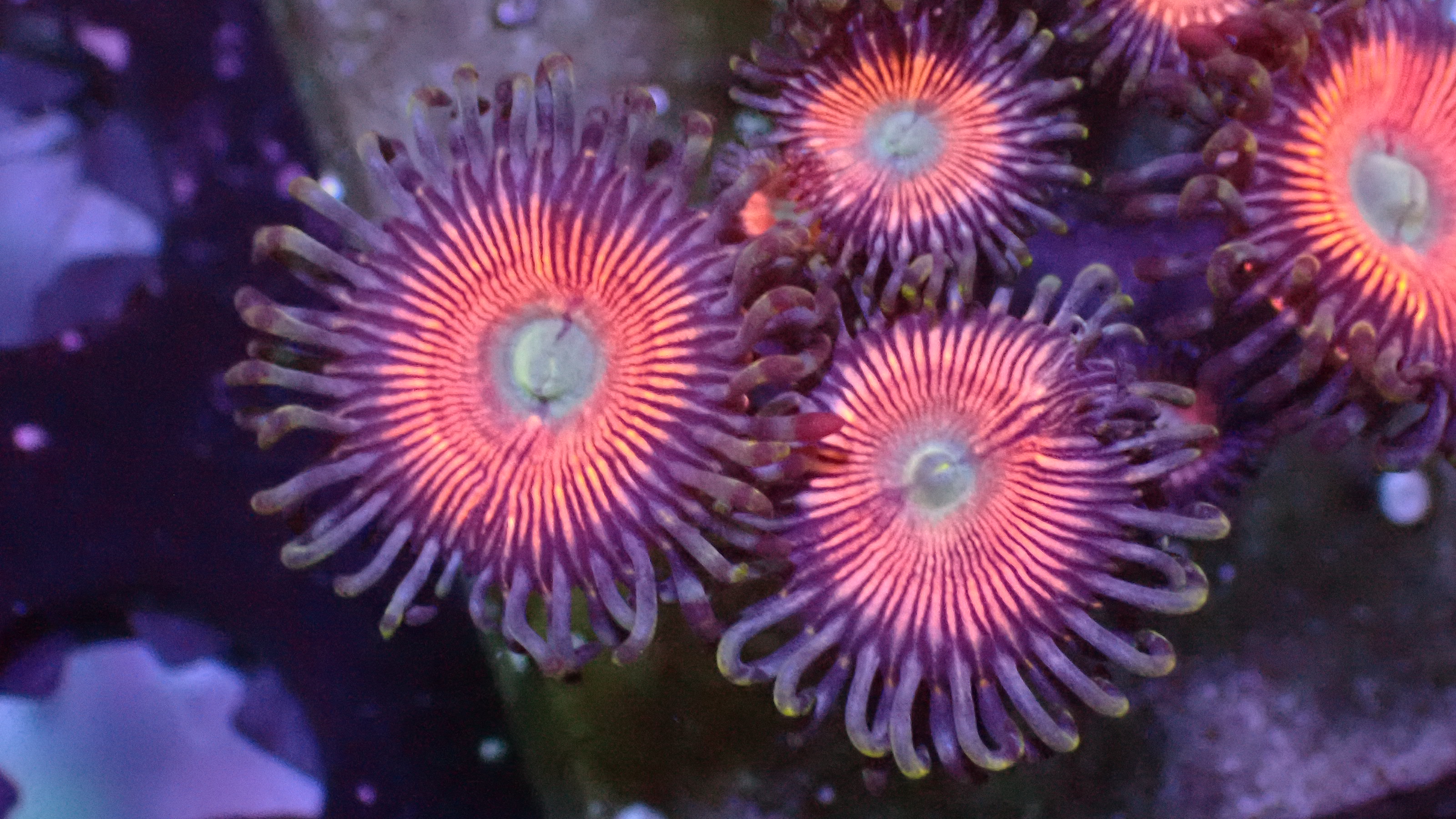 Peaches zoas