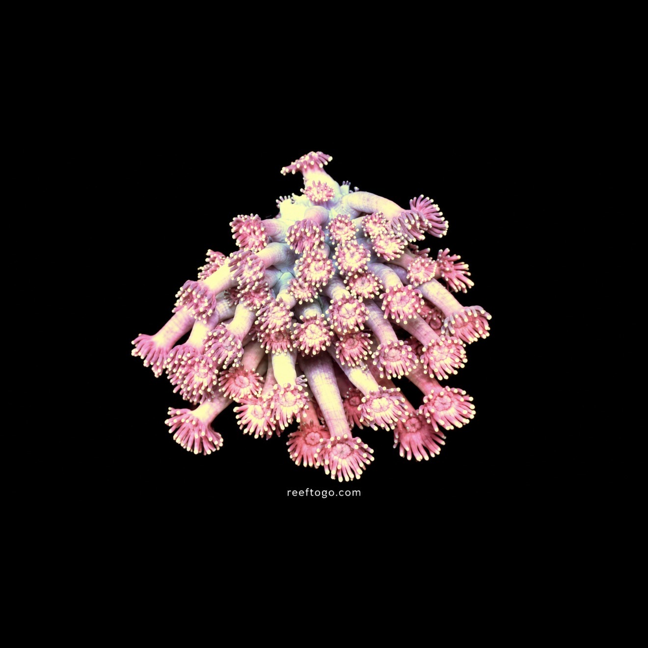 Pink goniopora