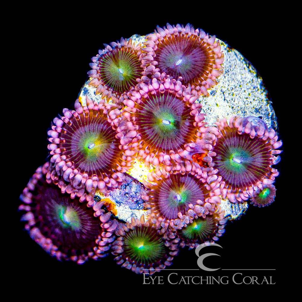 Pink Taffy zoas