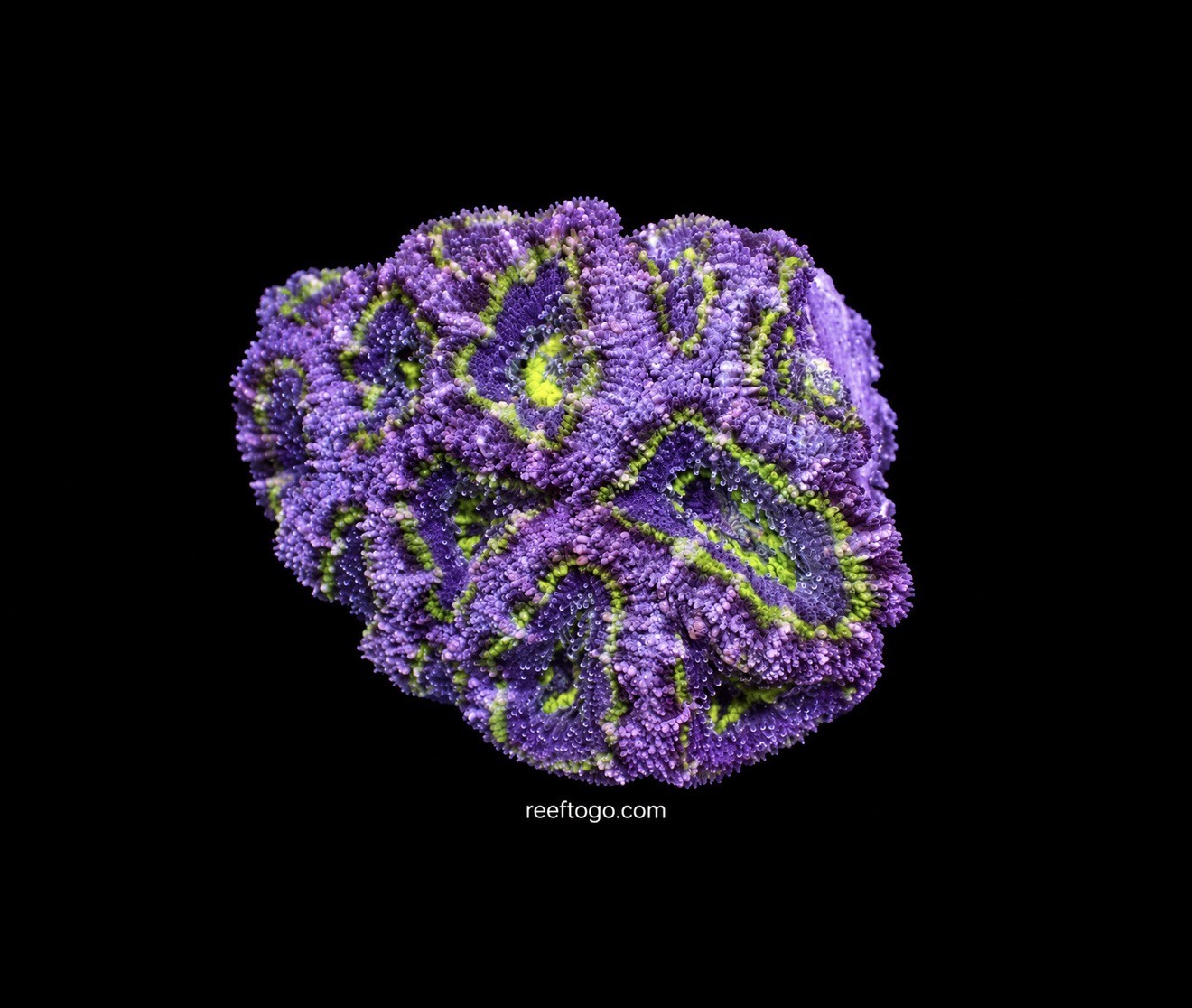 Purple acan