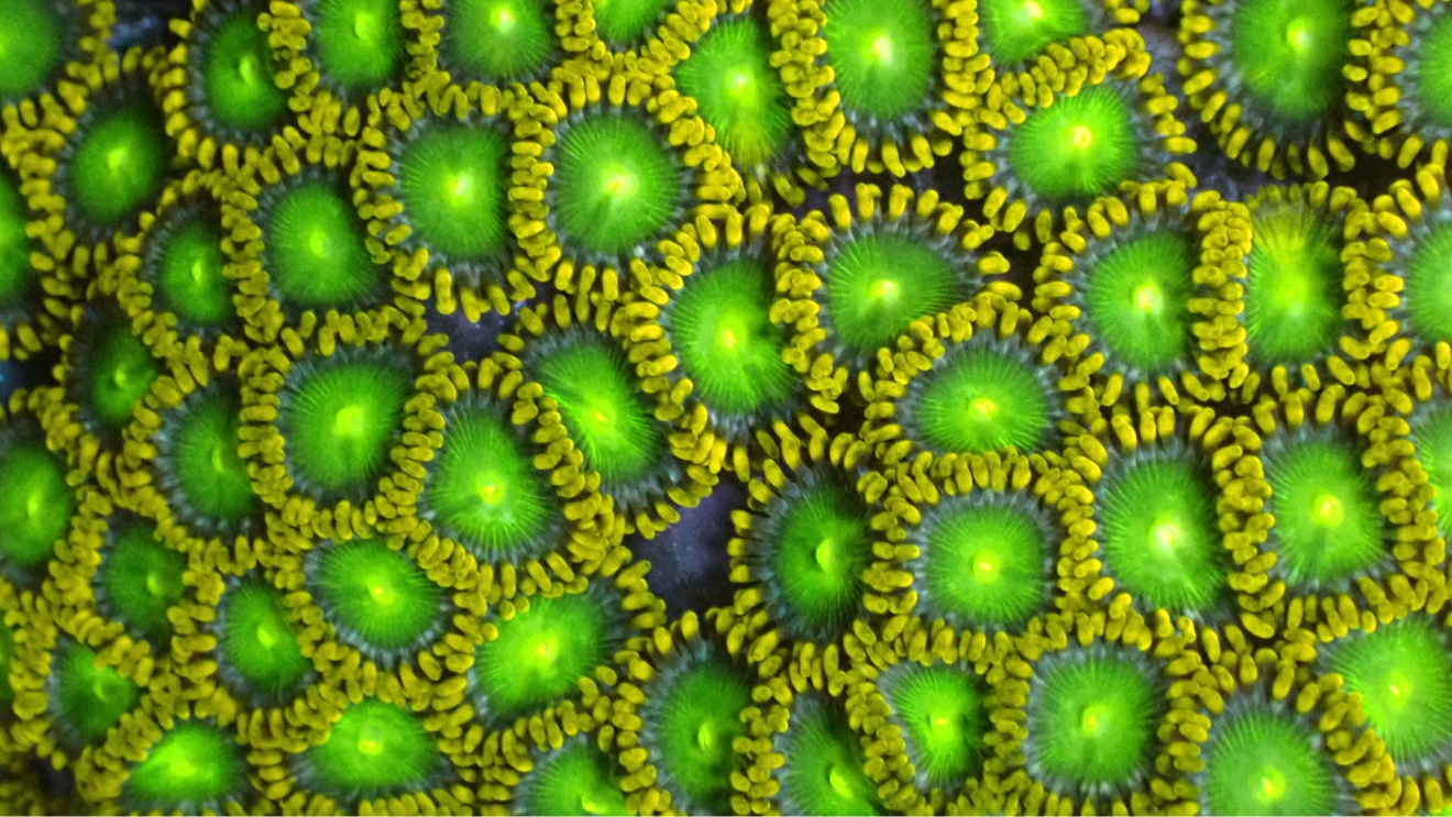 Radioactive dragon eyes (Zoanthus sp), Tin Huynh / ReefToGo photo, Radioactive Dragon Eyes