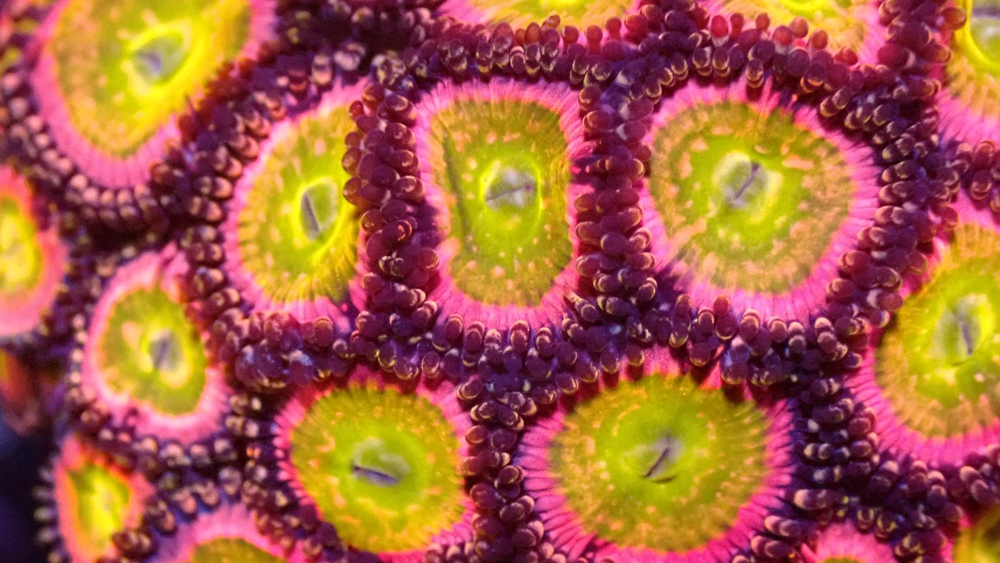 Rainbow incinerator zoas