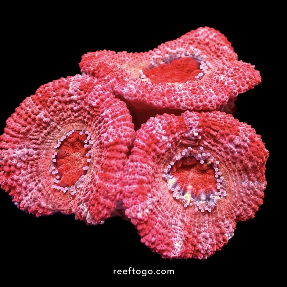 Red candy acan lord