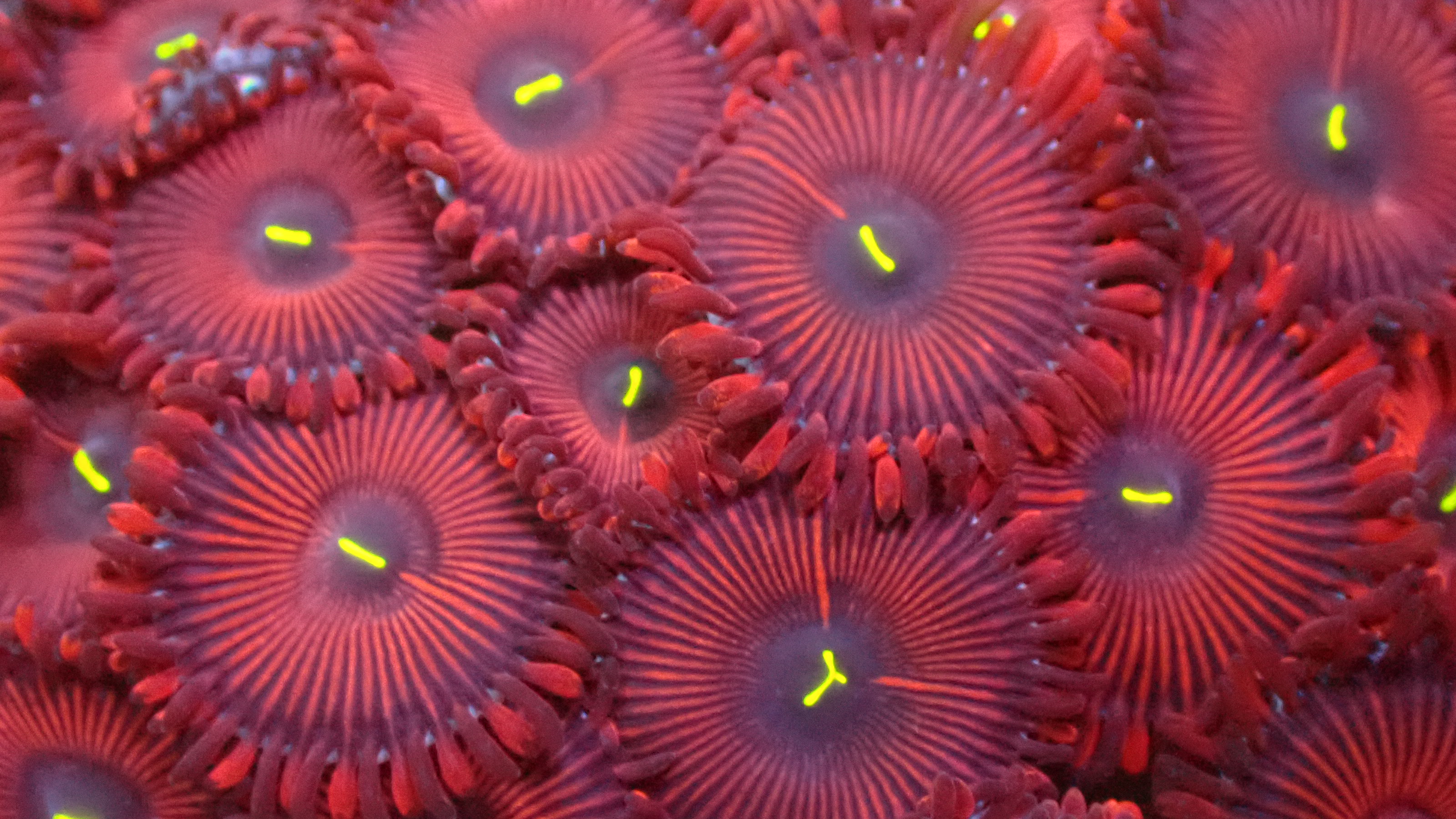 Red people eater zoas