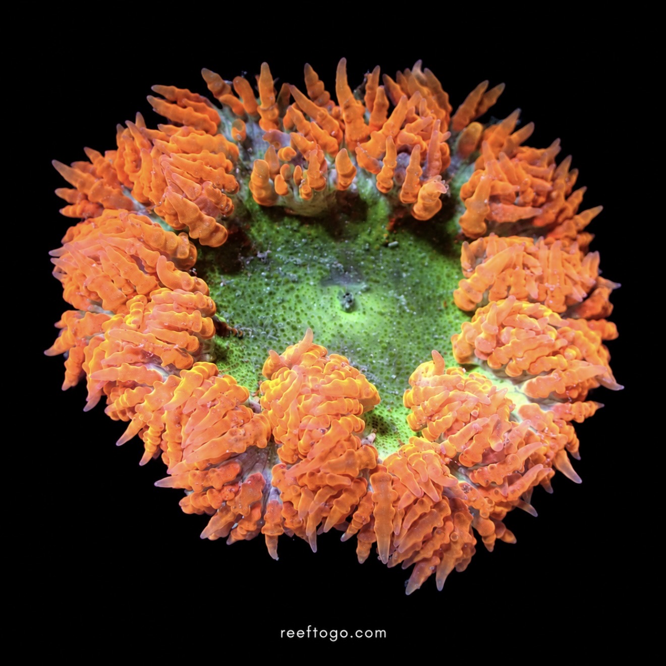 Red rockflower anemone