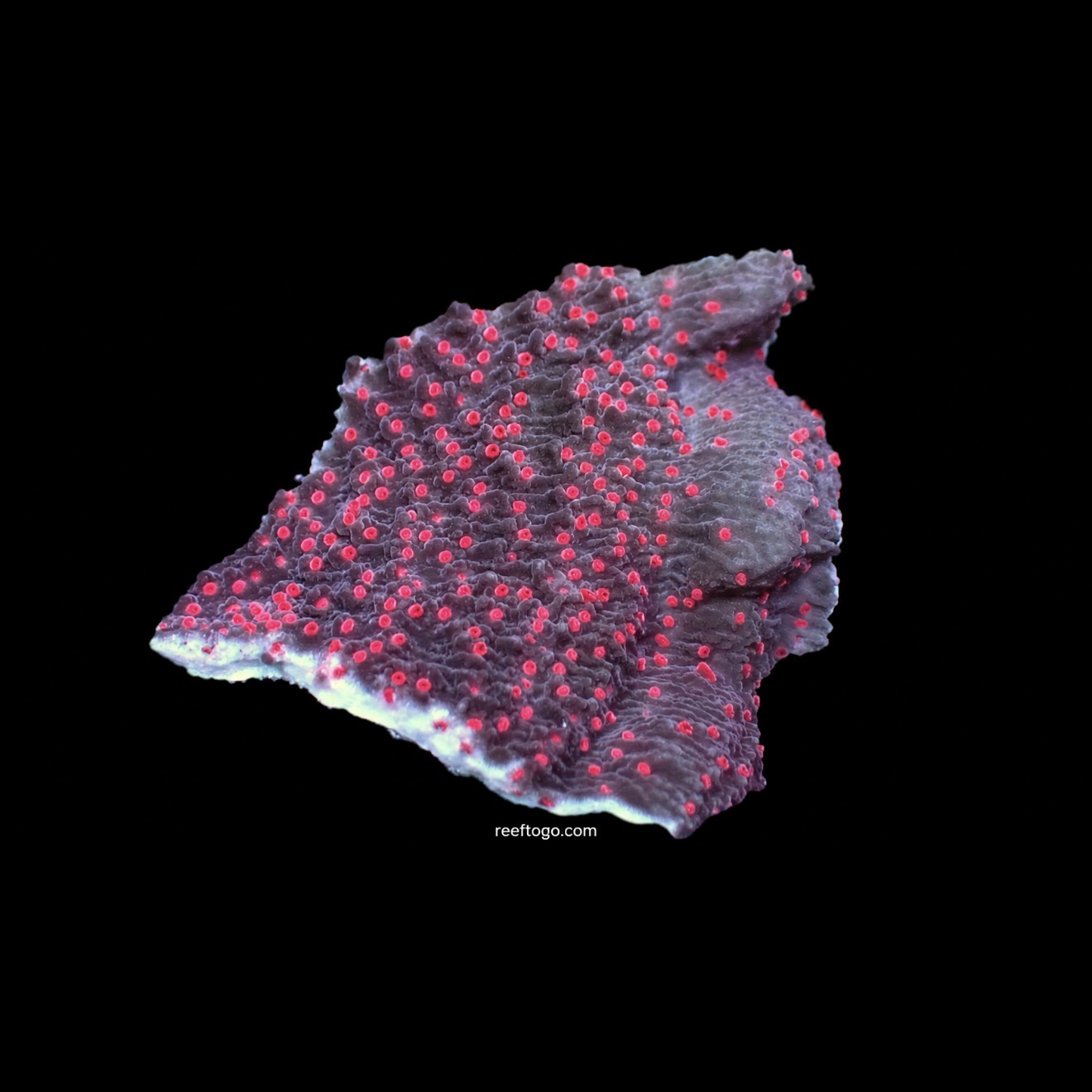 Red rose montipora
