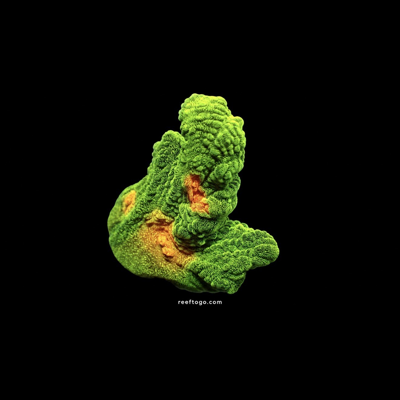 Space invader pectinia