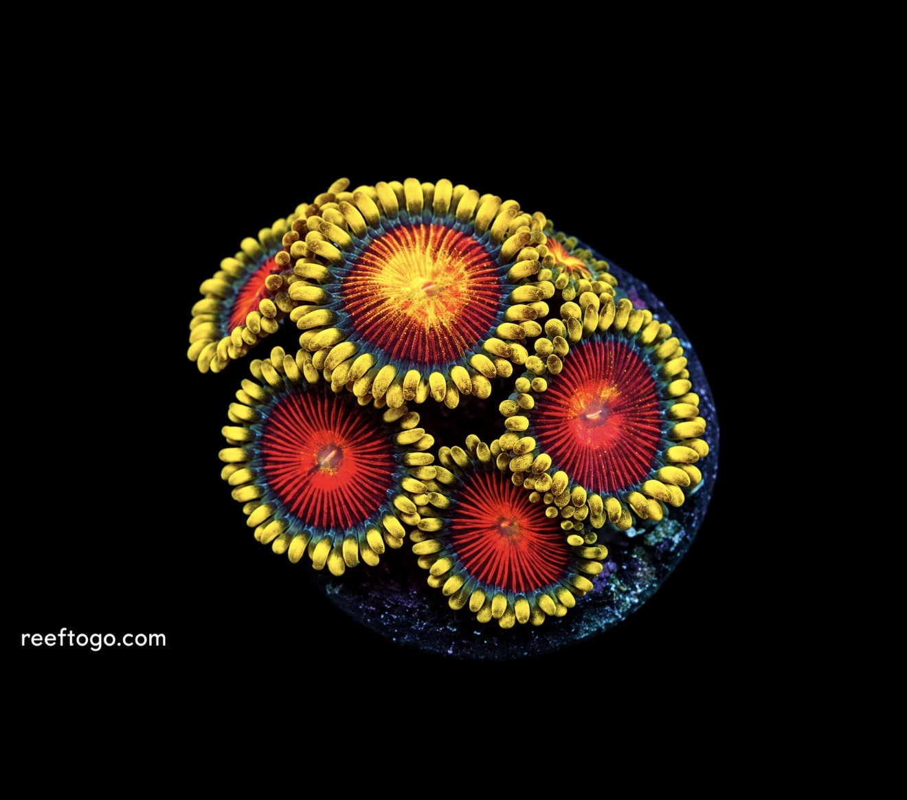 Spitfire zoas