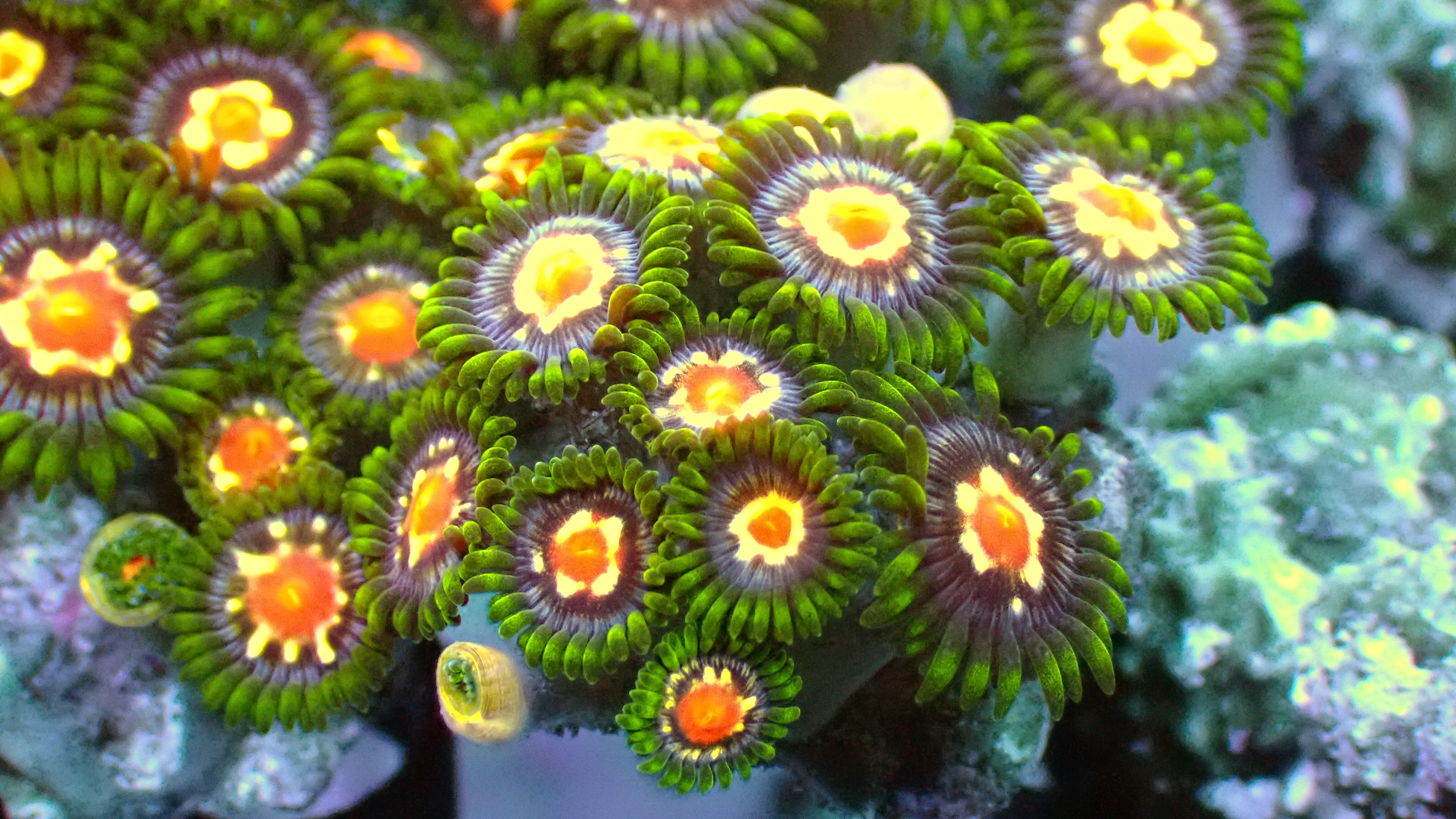 Stargazer zoas