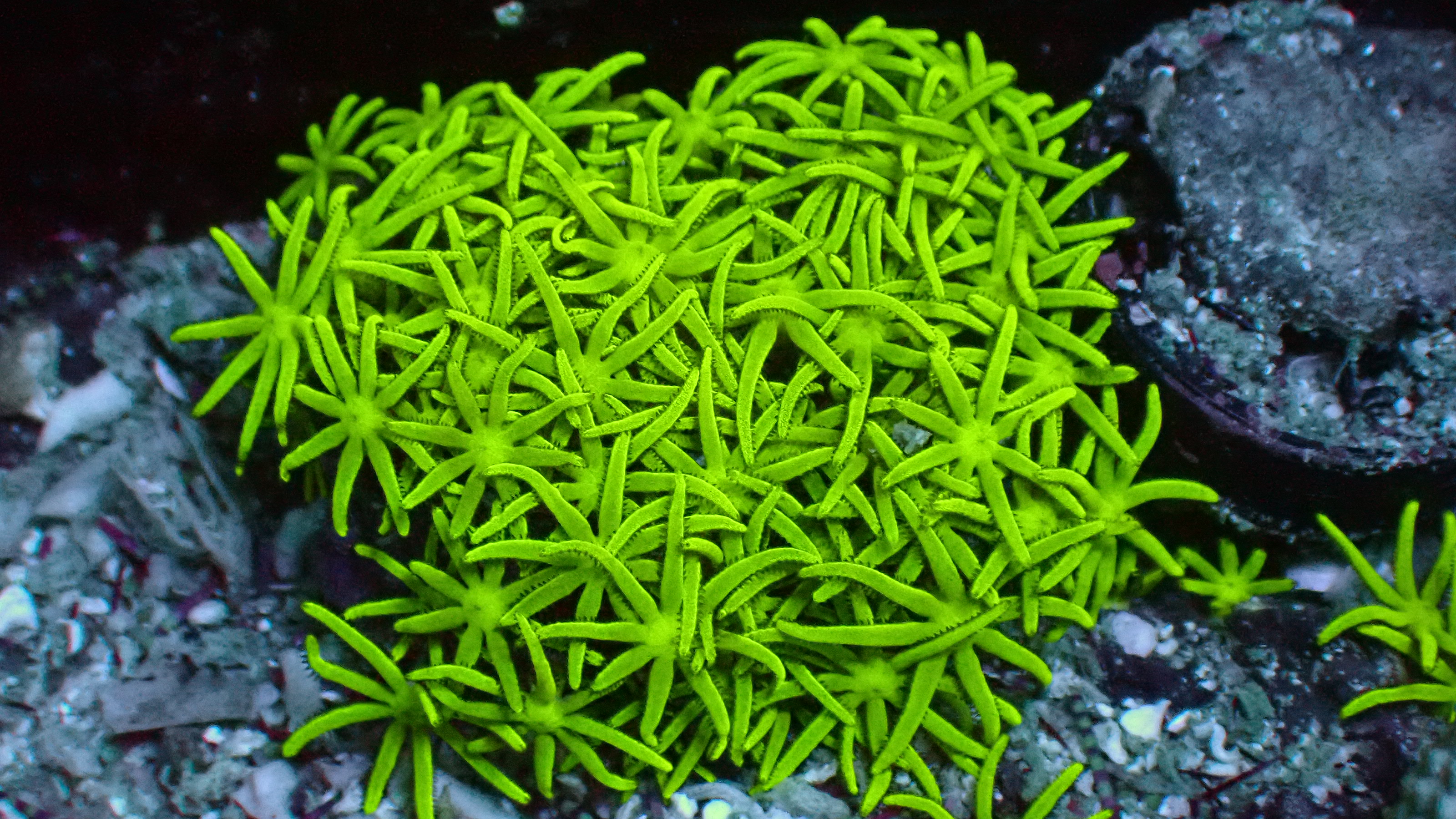 Stargrass