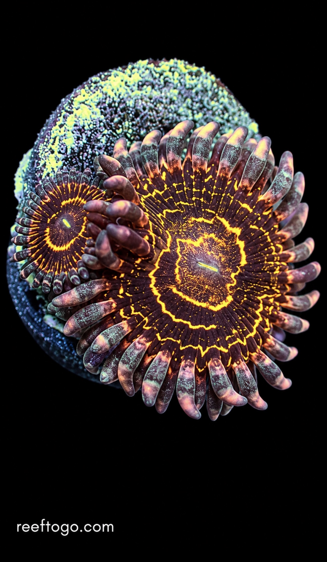 Stratospheres zoas