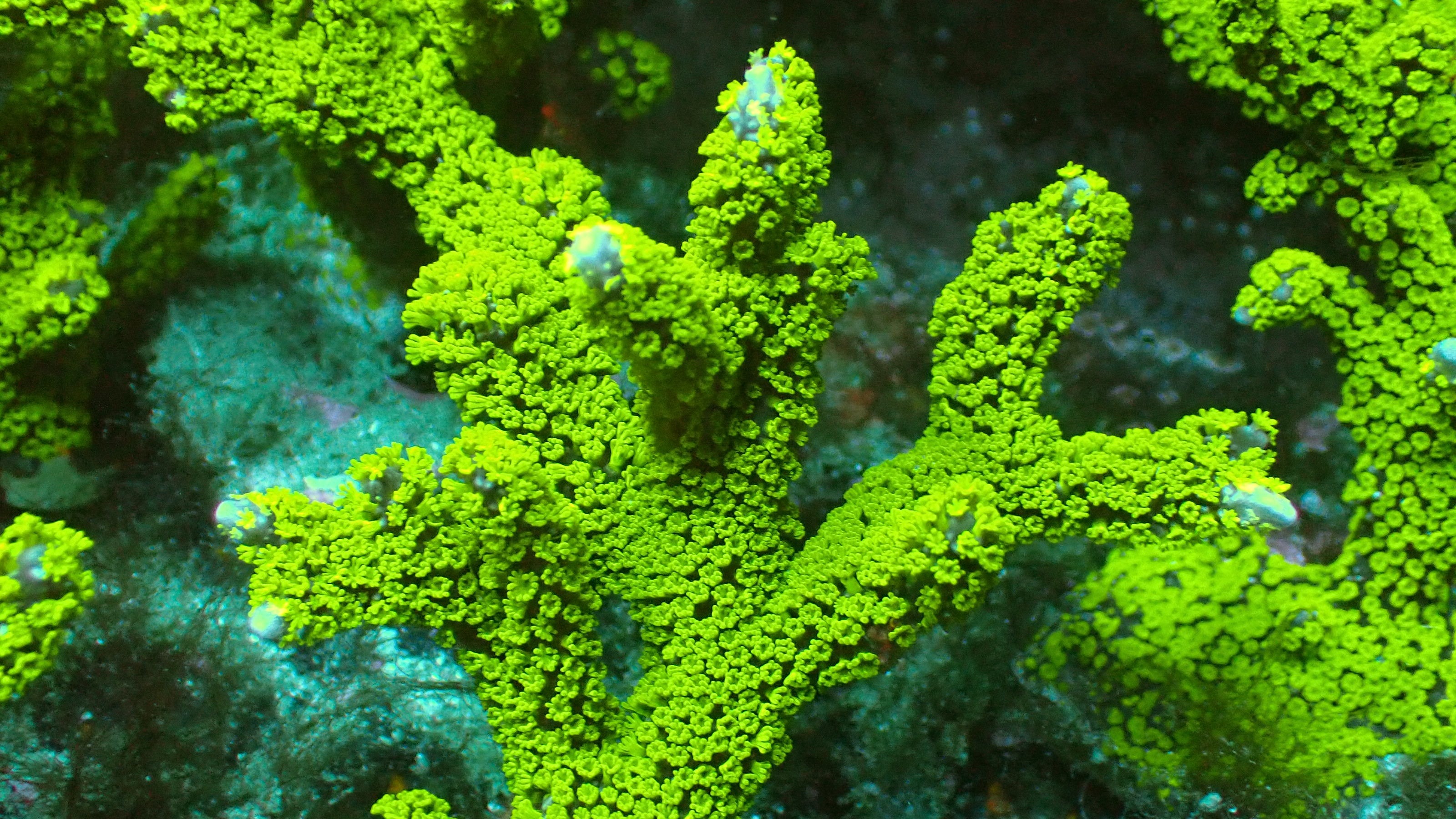 Tubbs blue digitata