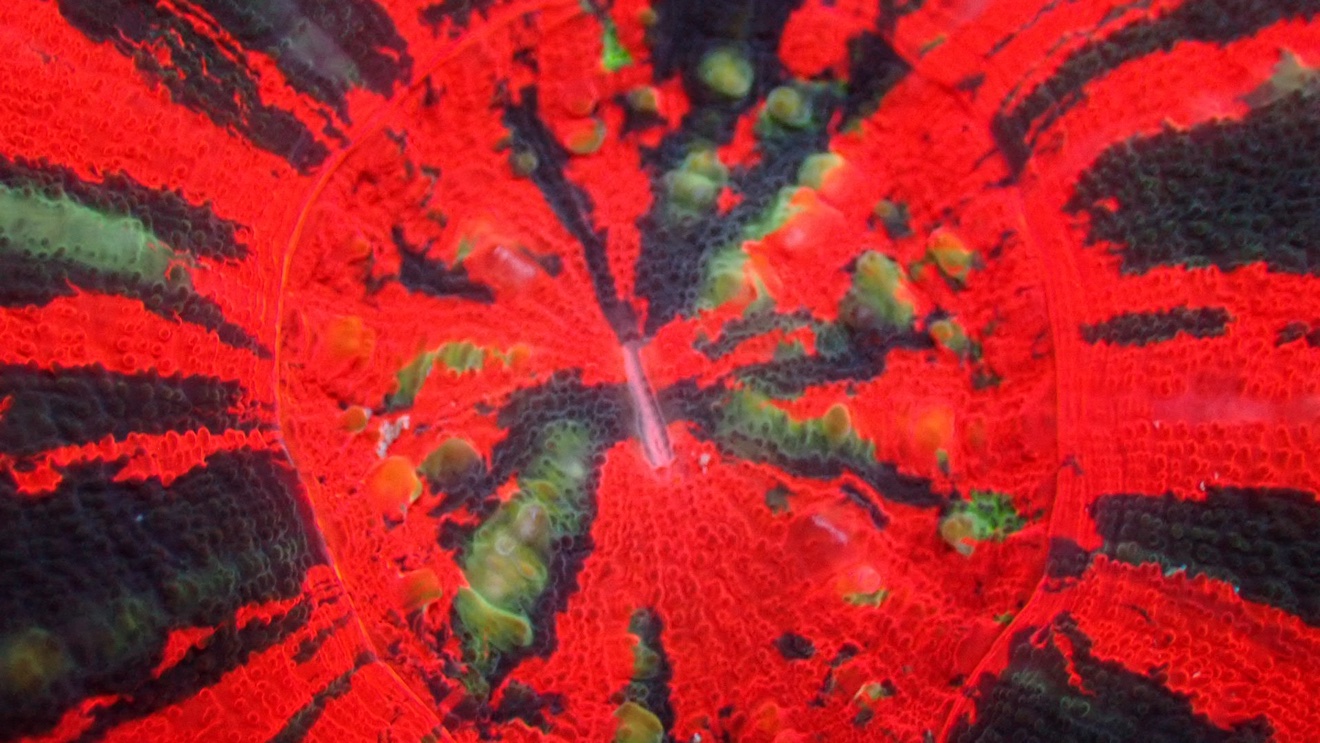 War paint scolymia (Scolymia cubensis), Close-up of the War Paint Scolymia's mouth — red tissue streaked with black and green. Tin Huynh / ReefToGo photo