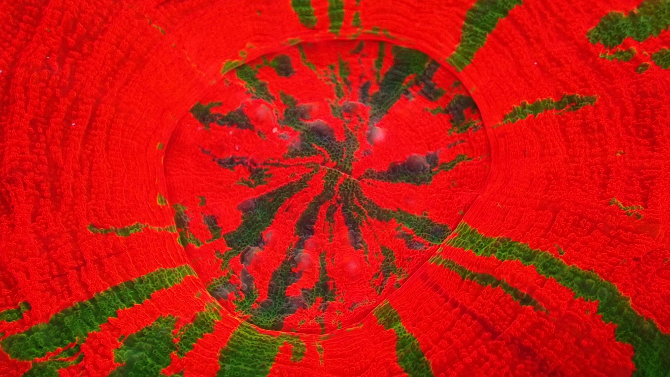 War paint scolymia (Scolymia cubensis), Close-up of the War Paint Scolymia's mouth, green streaks radiating across the red disc. Tin Huynh / ReefToGo photo