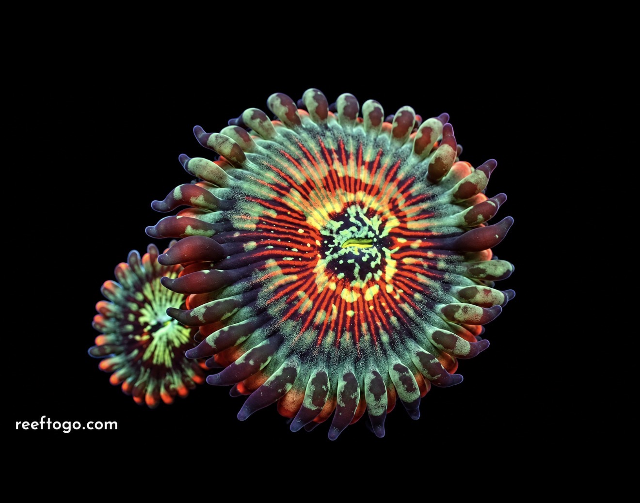 White zombies zoas