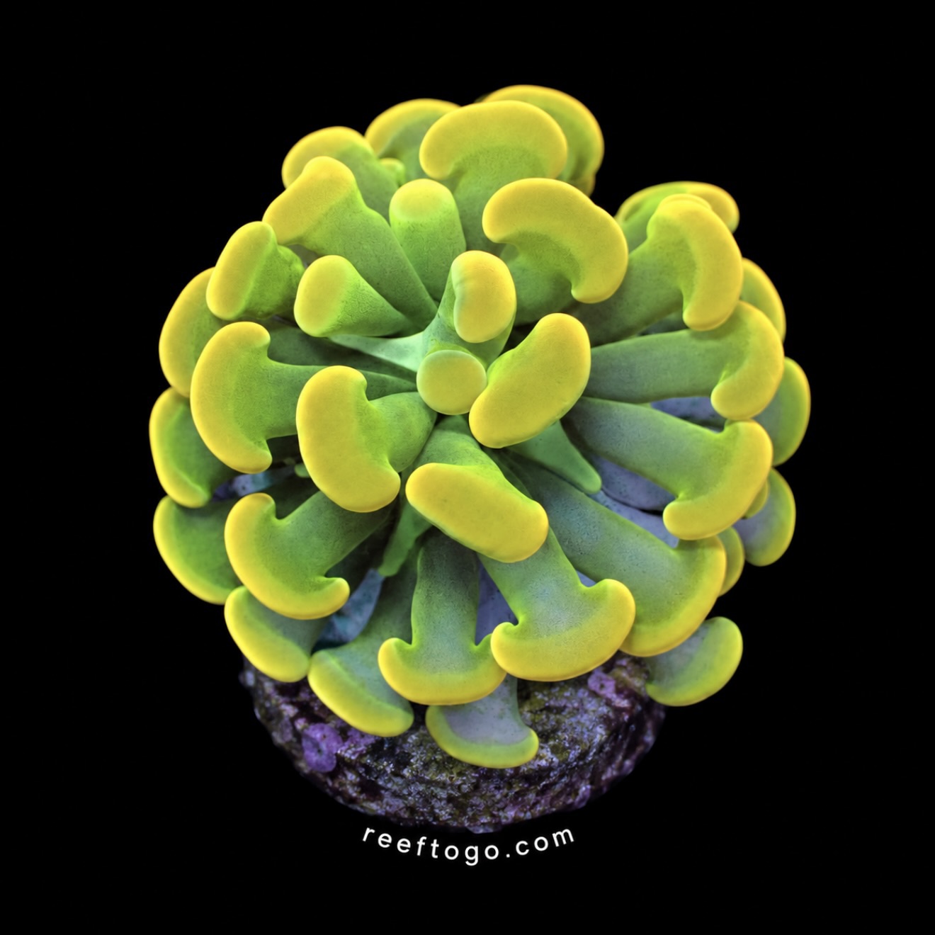 Willy Wonka Hammer (Fimbriaphyllia paraancora)