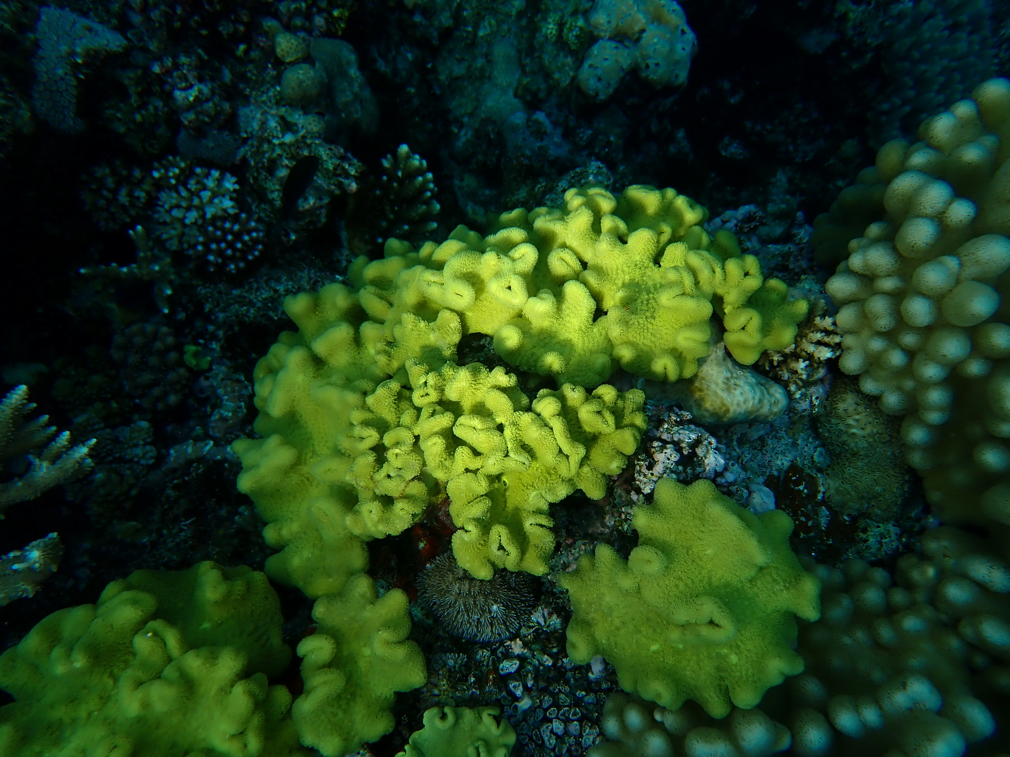 Yellow Fiji Leather Coral (Sarcophyton elegans)