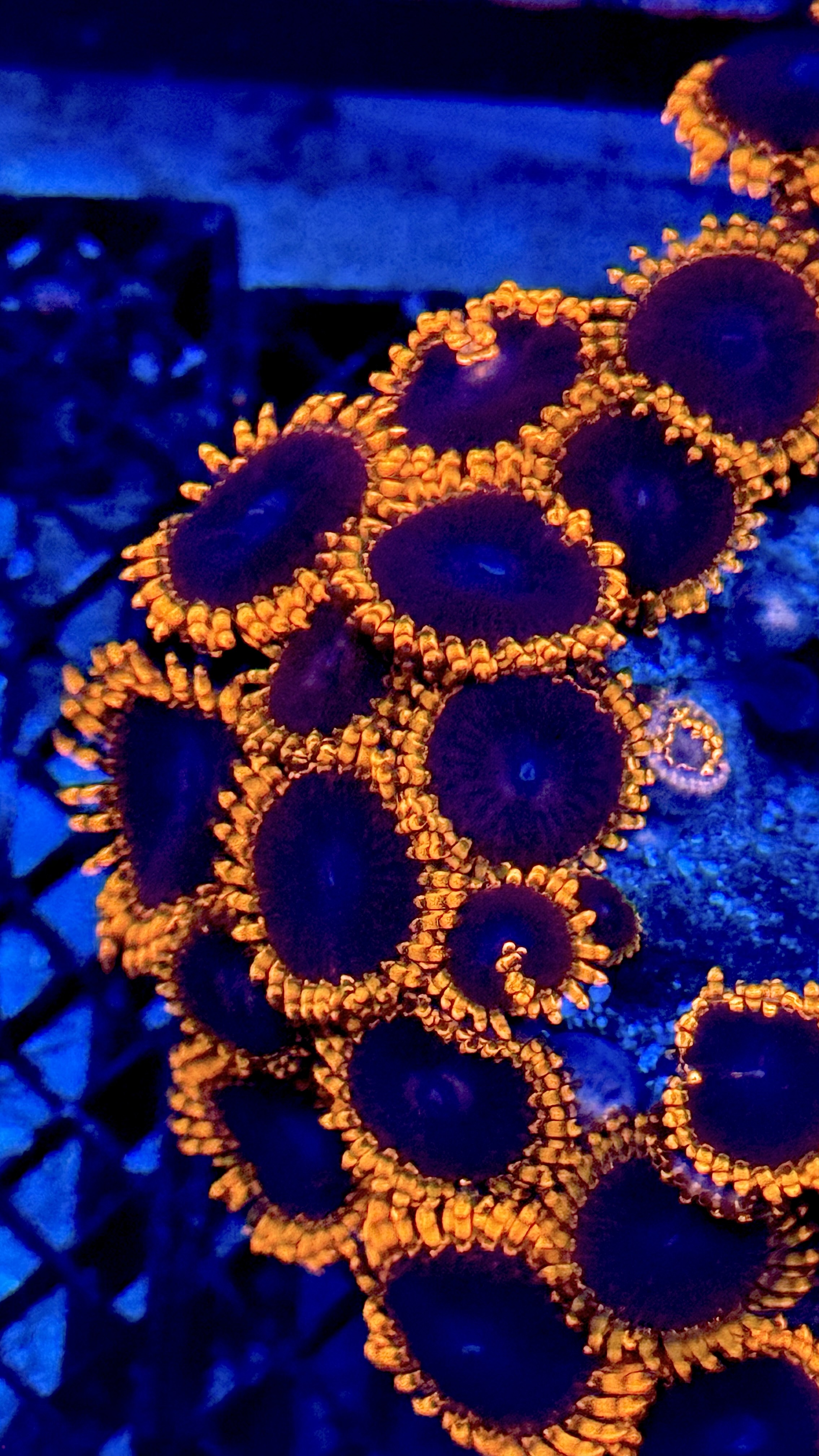Lunar eclipse zoanthids