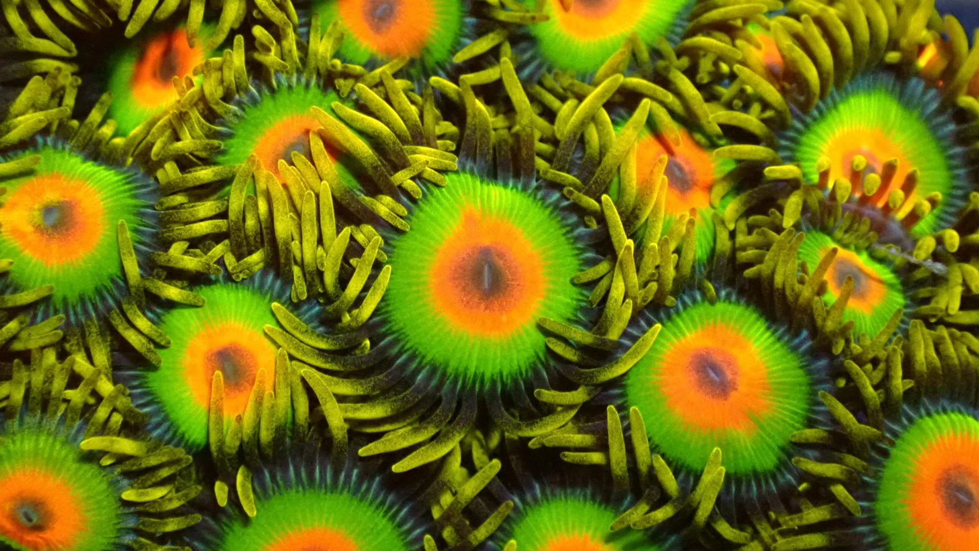Rasta zoanthids