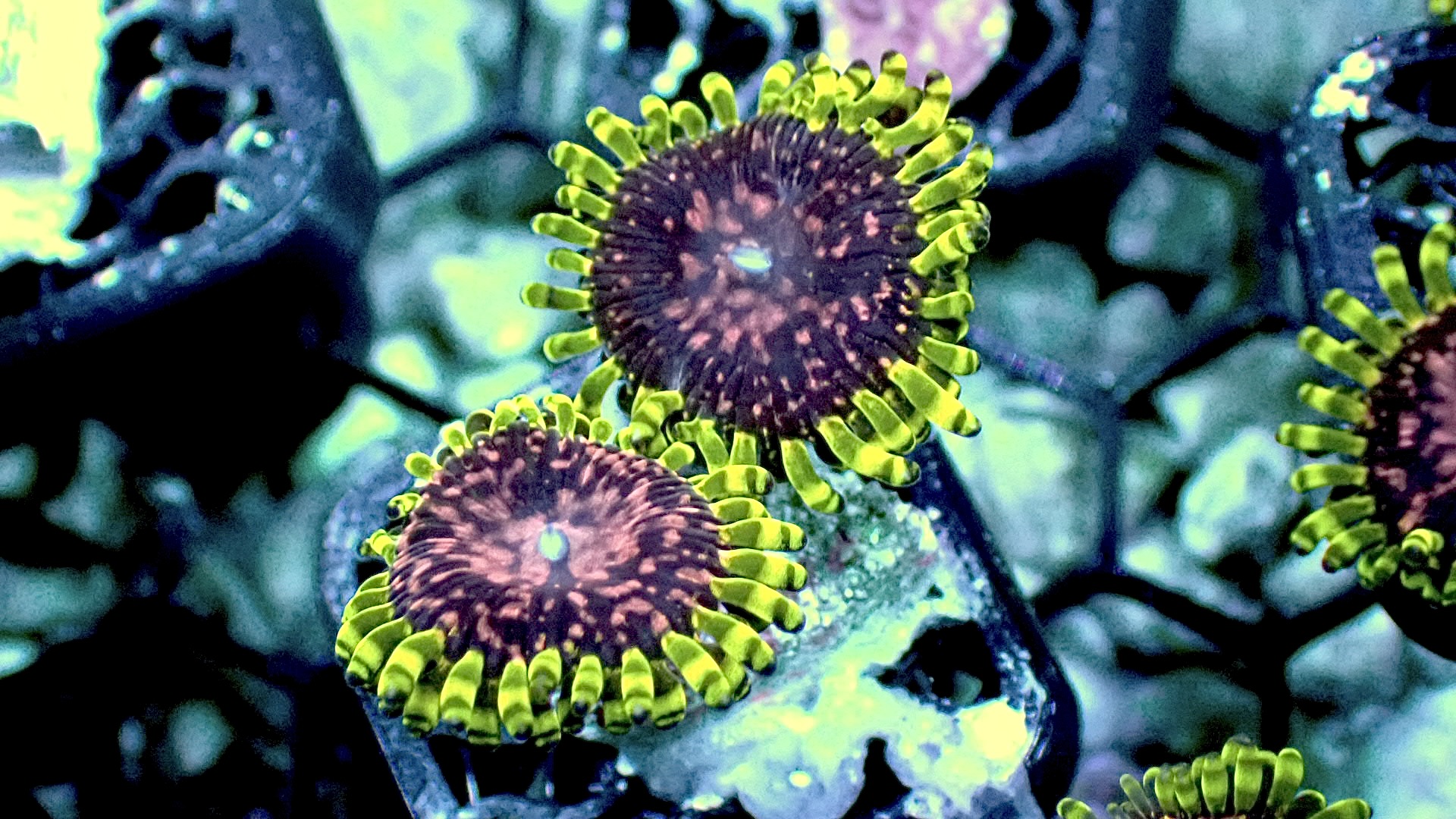 Purple monster zoanthids