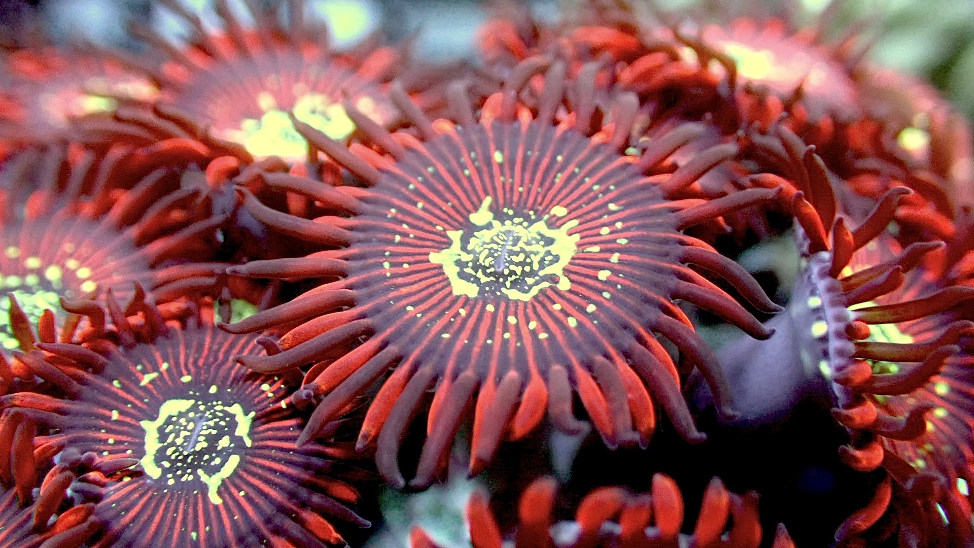 Corals
