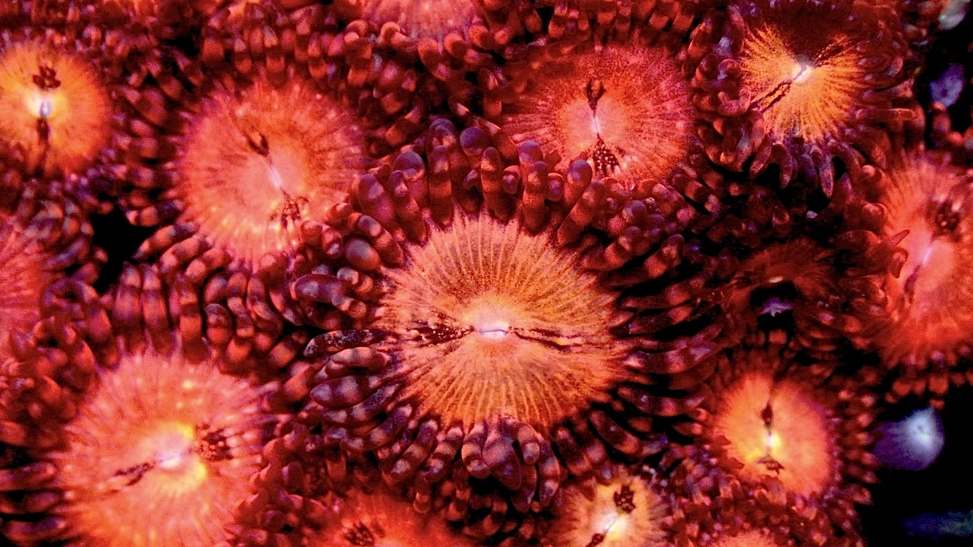 Sakura sunrise zoanthids
