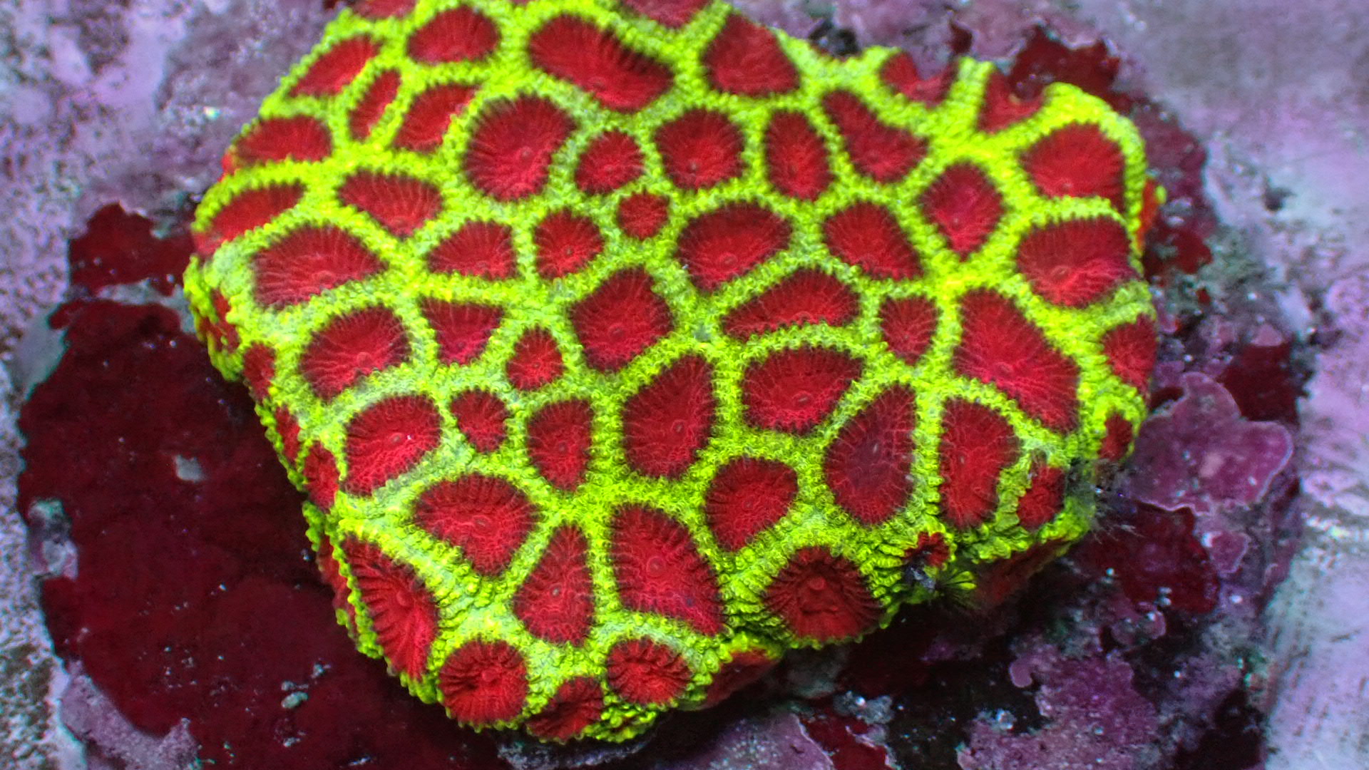 Watermelon favia