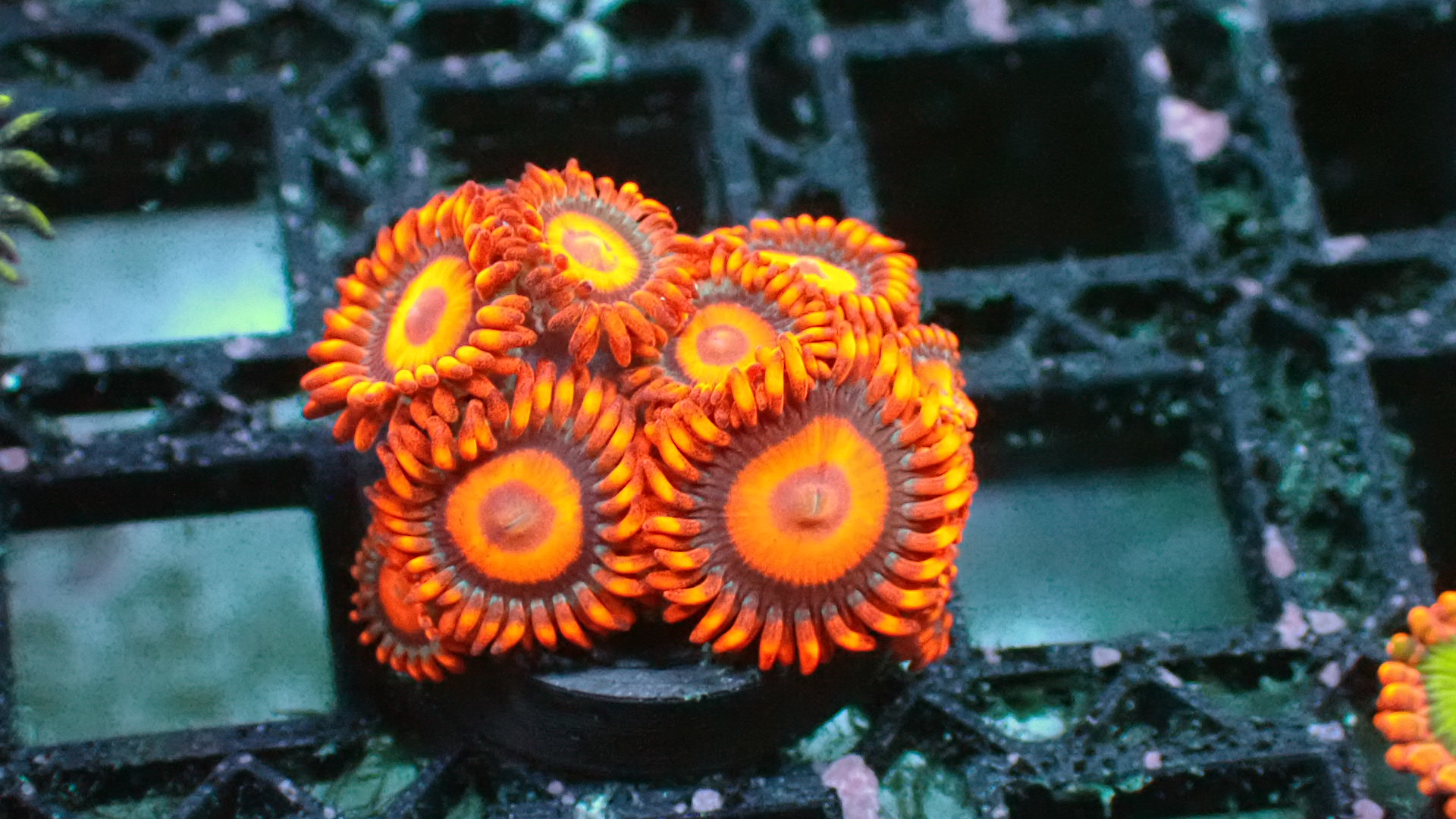 Orange oxide zoanthids
