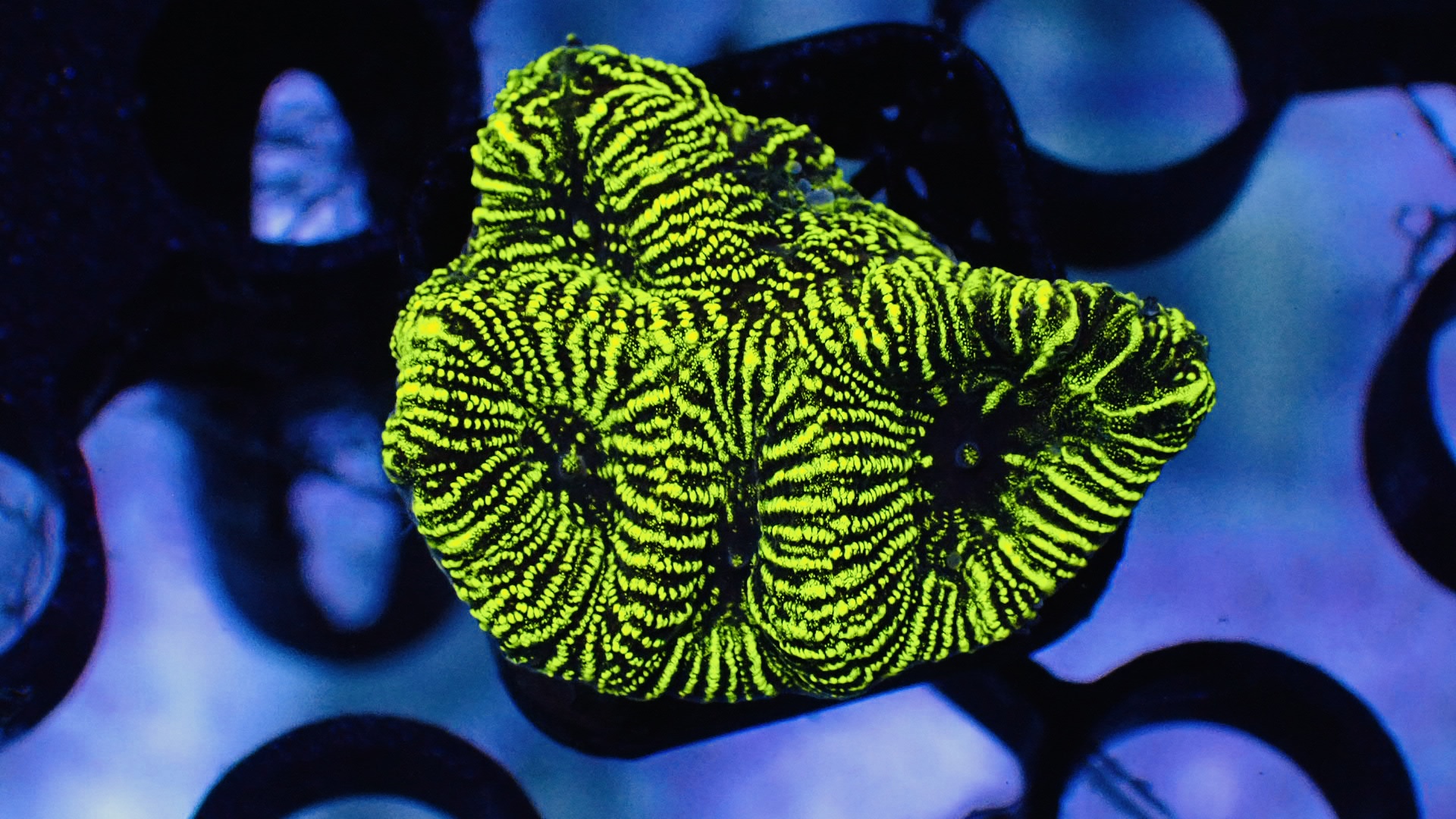 Glow worm goniastrea