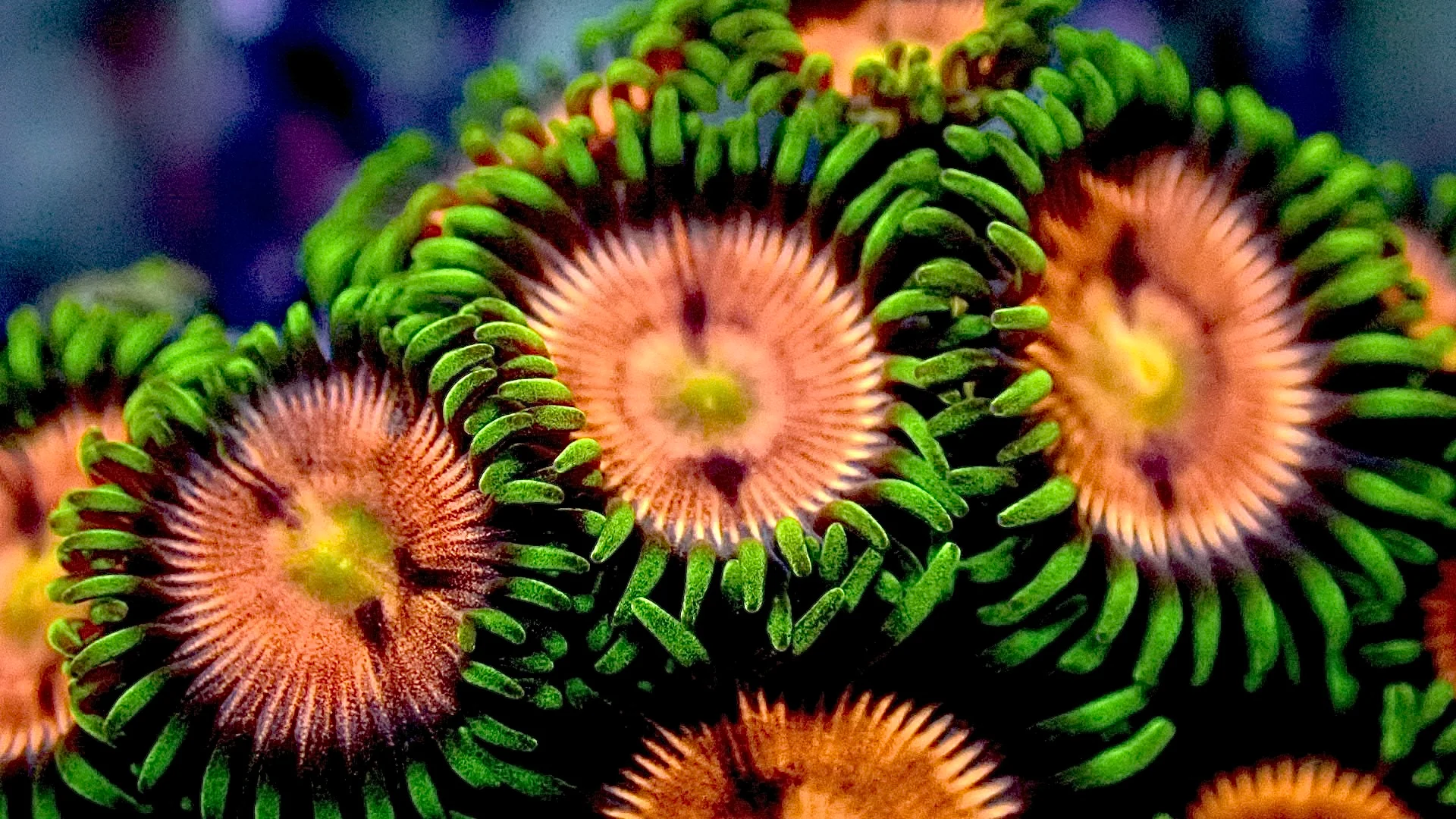 Laser lemon zoanthids