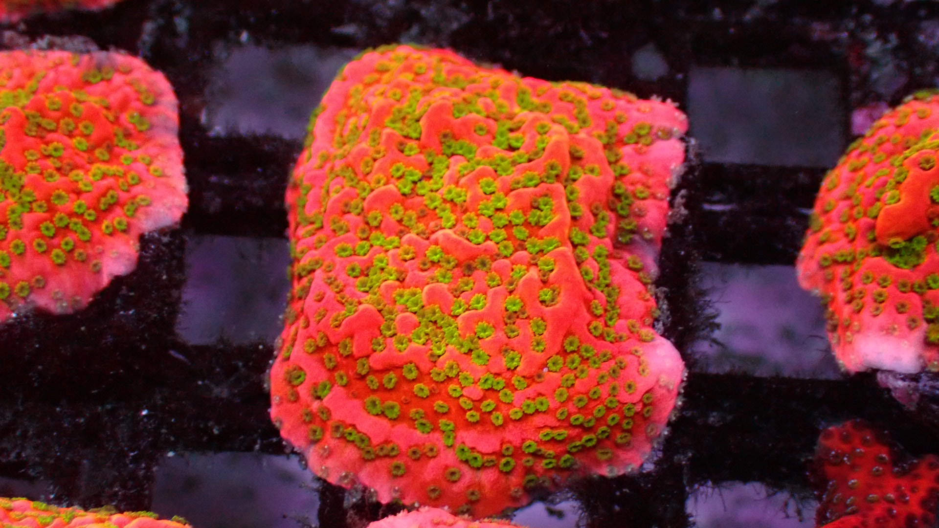 Tropic thunder montipora