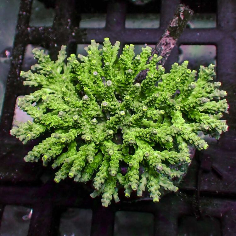 Acropora convexa