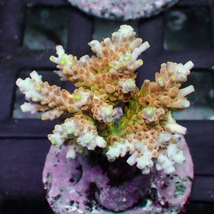 Acropora microclados