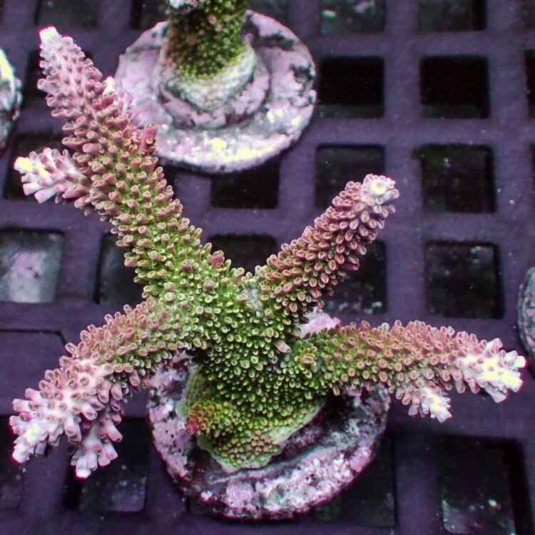 Acropora robusta