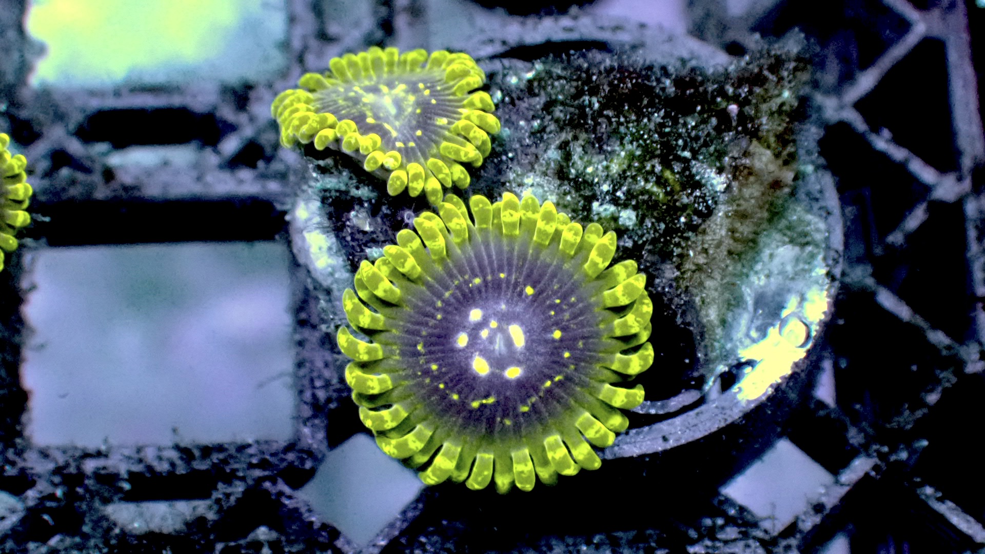 Exosphere zoanthids