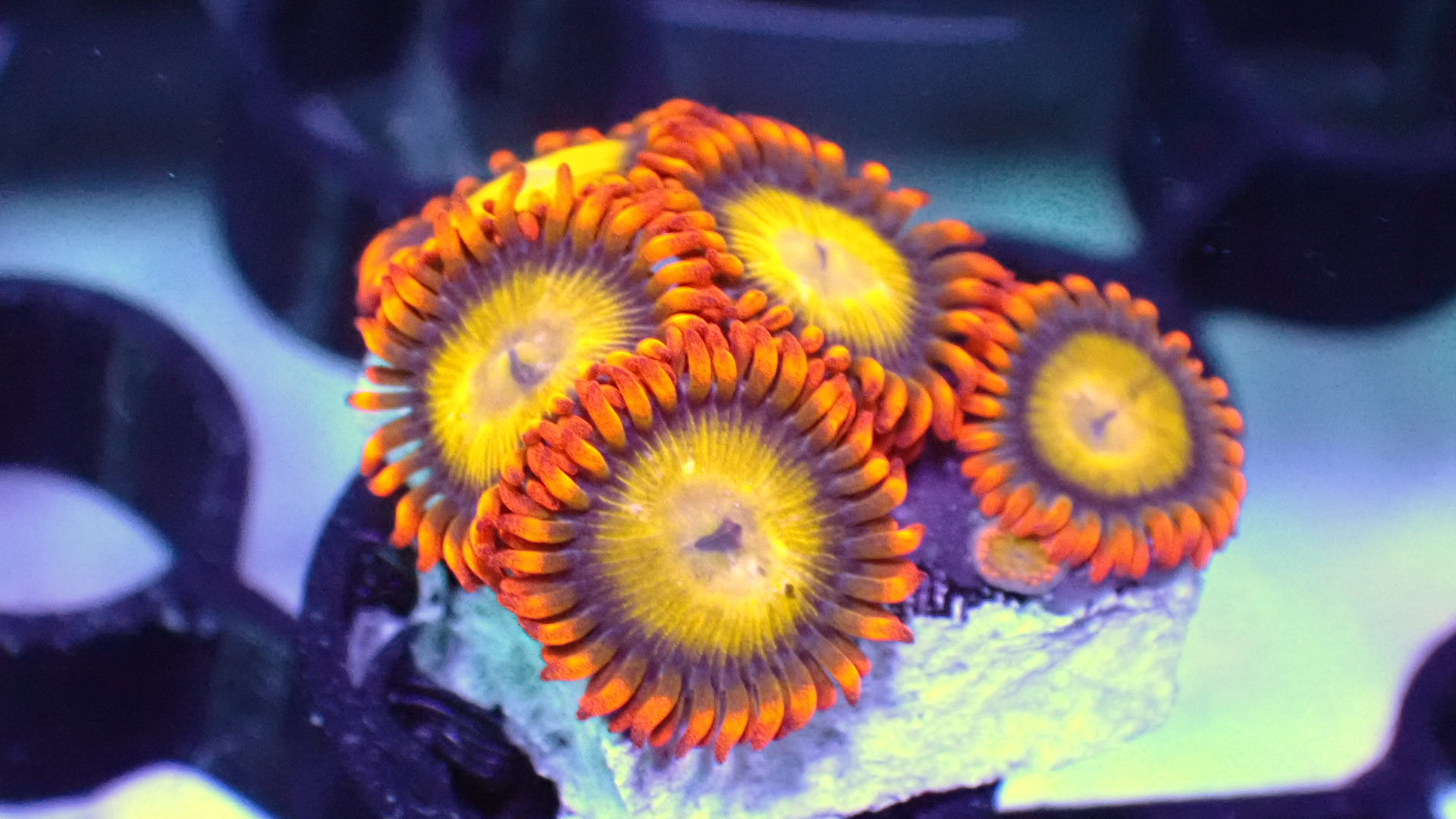 Mandarin zoanthids
