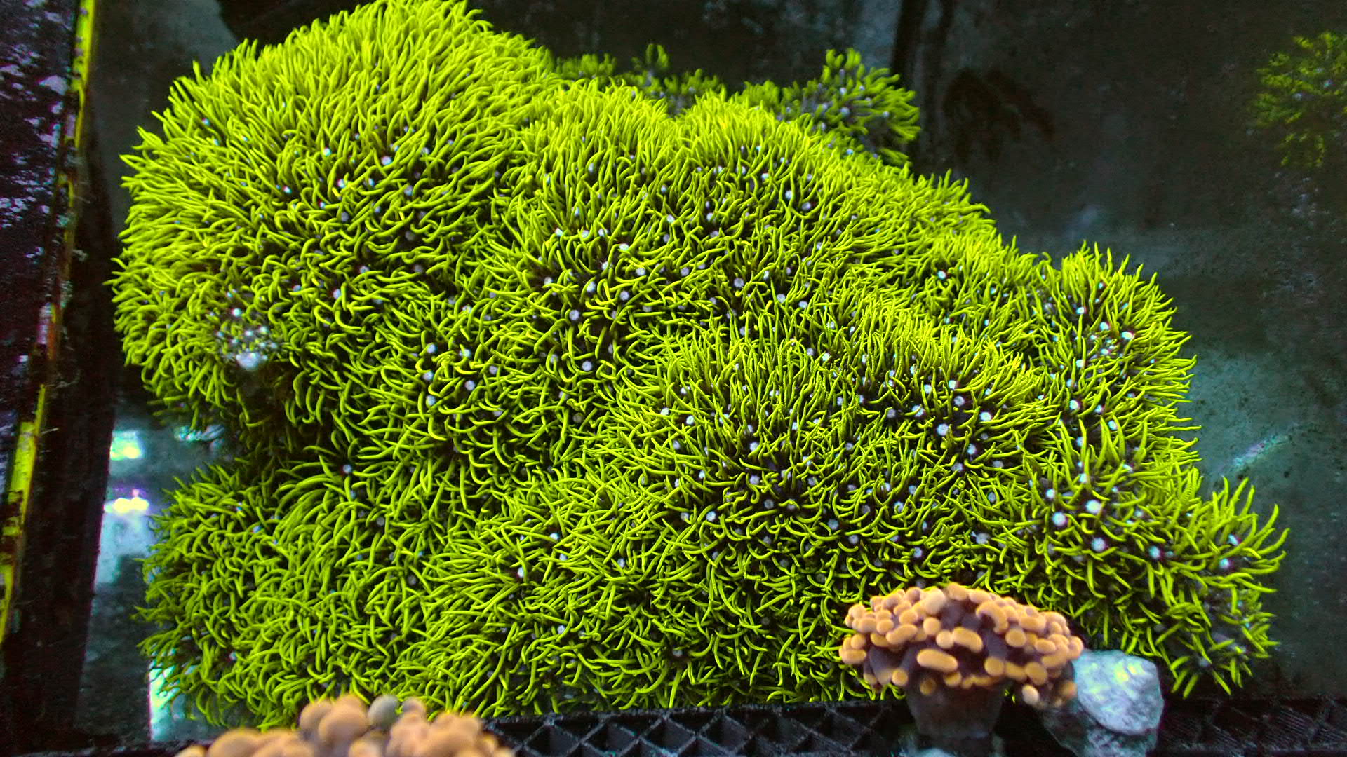Green star polyps