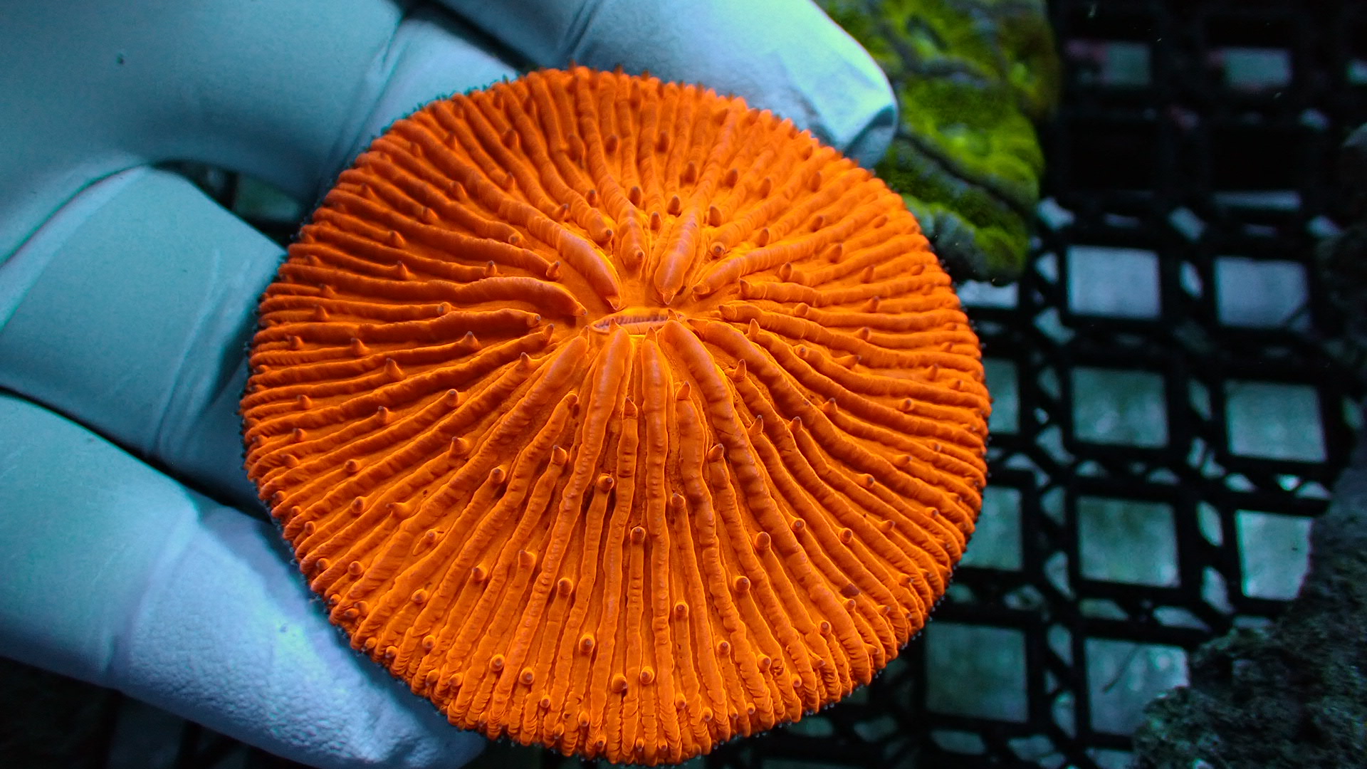 Orange plate coral