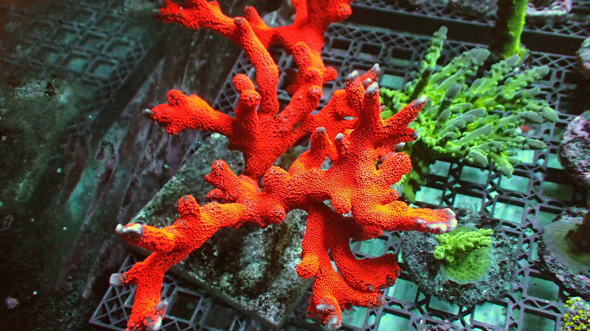 Bubble gum digitata