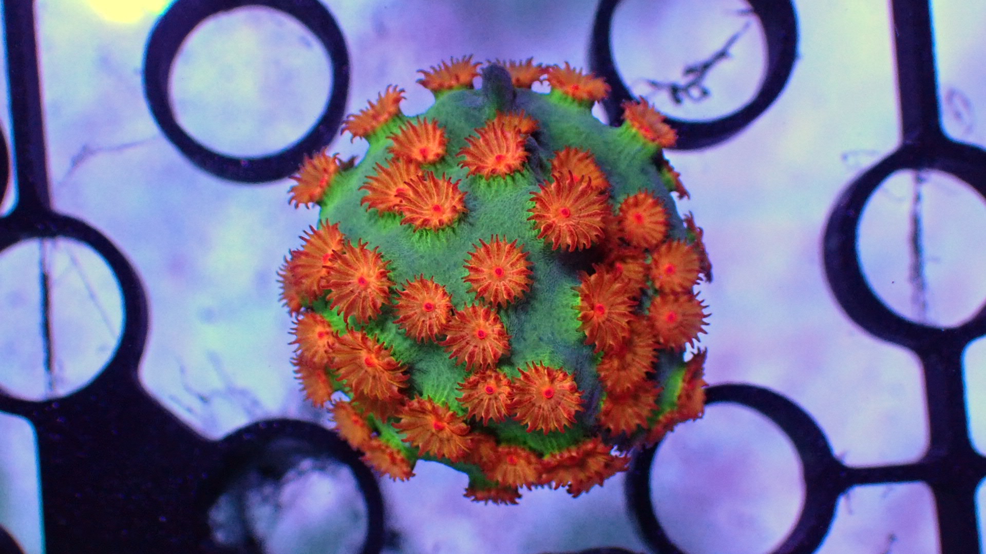 Meteor shower cyphastrea