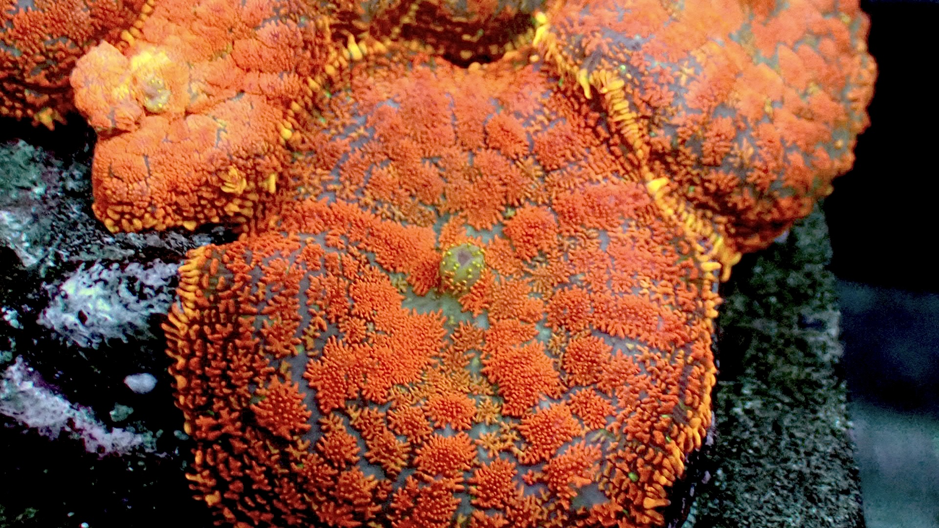 Superman rhodactus mushroom