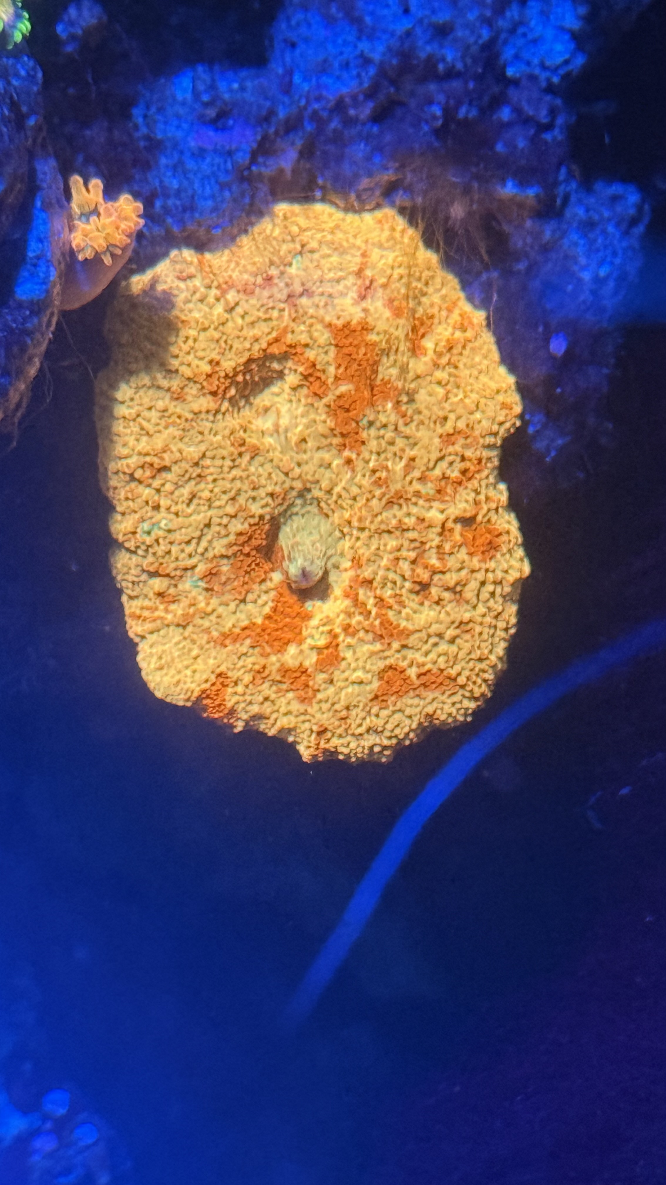 Jawbreaker mushroom