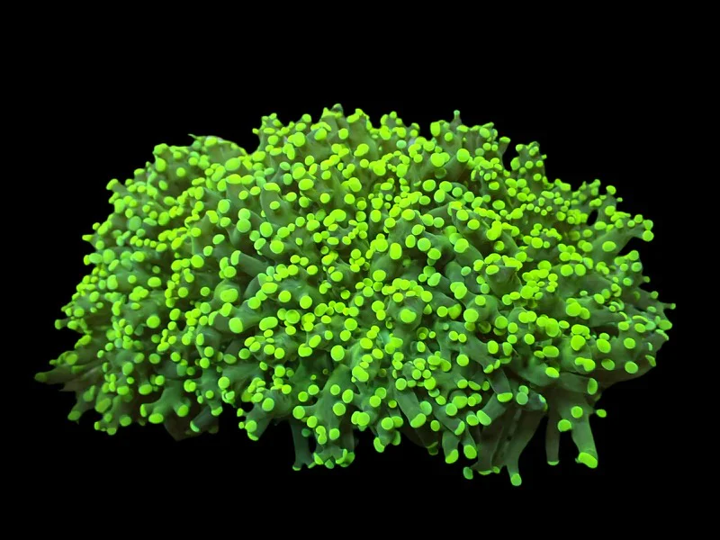 Frogspawn